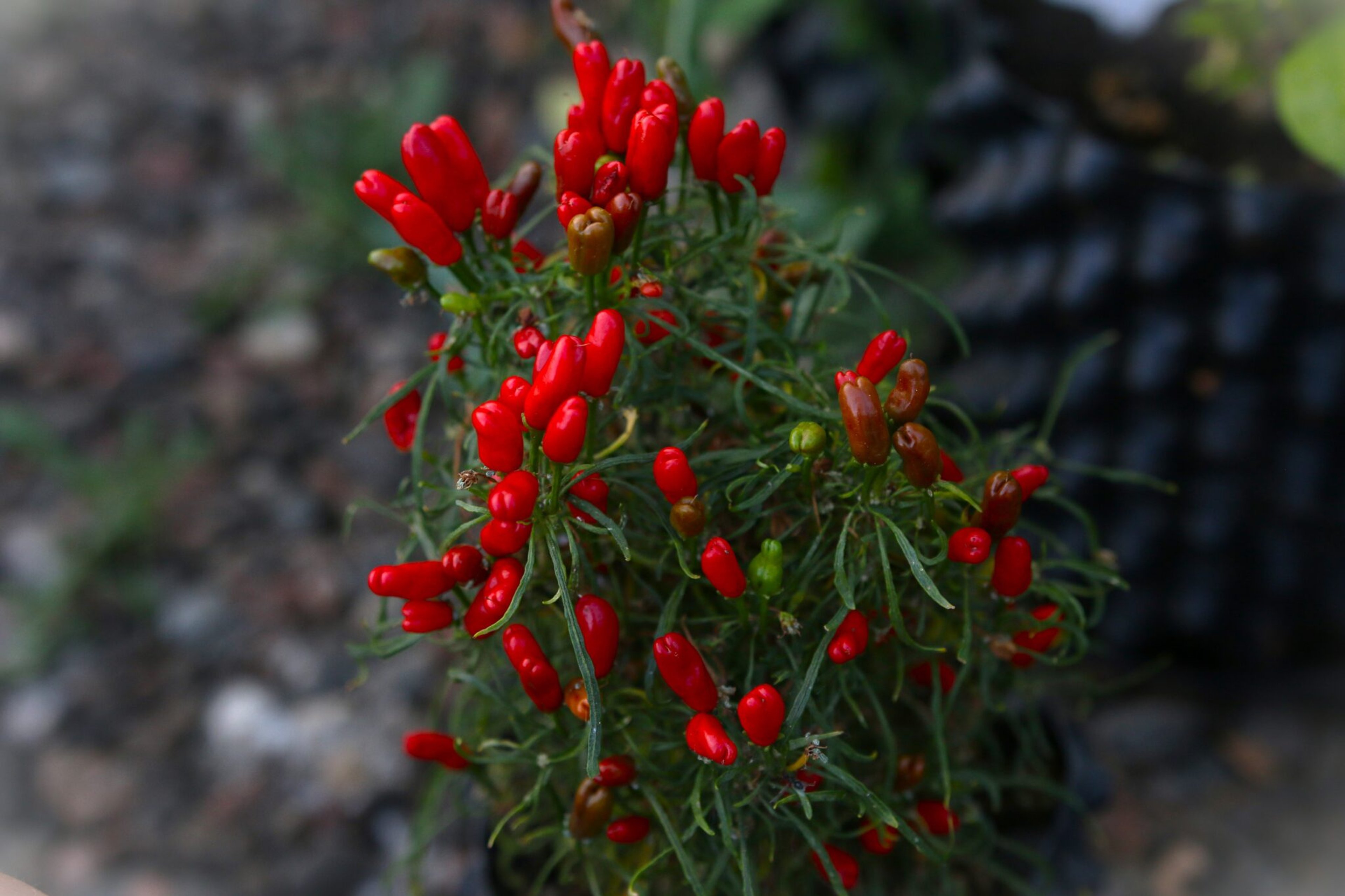 Candlelight Mutant - Svenskodlade chilifrön från Svenska Frön
