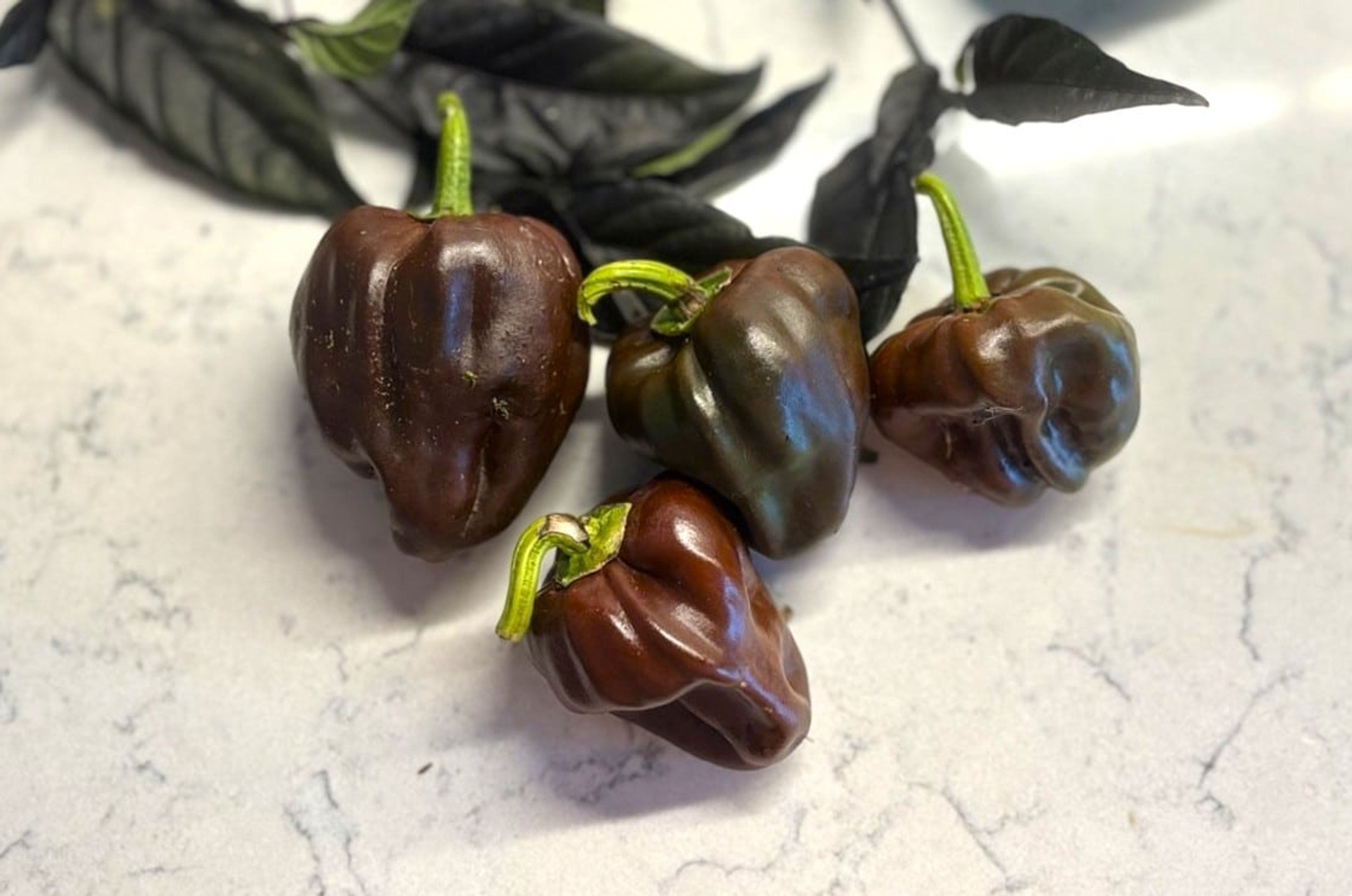 Chile de Onza - Svenskodlade chilifrön från Svenska Frön