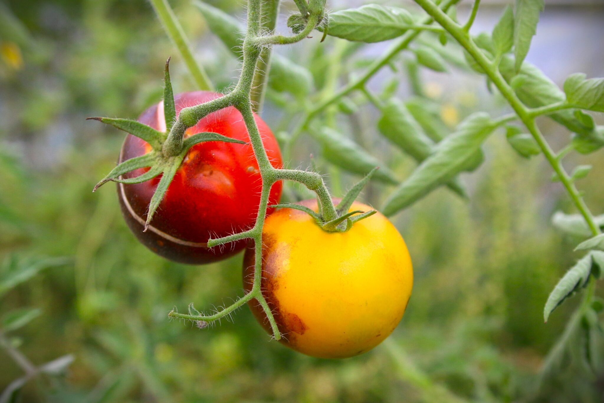 Köp Ananas Bleu - Tomatfrön online hos Svenska Frön Ananas Bleu - Svenskodlade tomatfrön från Svenska Frön