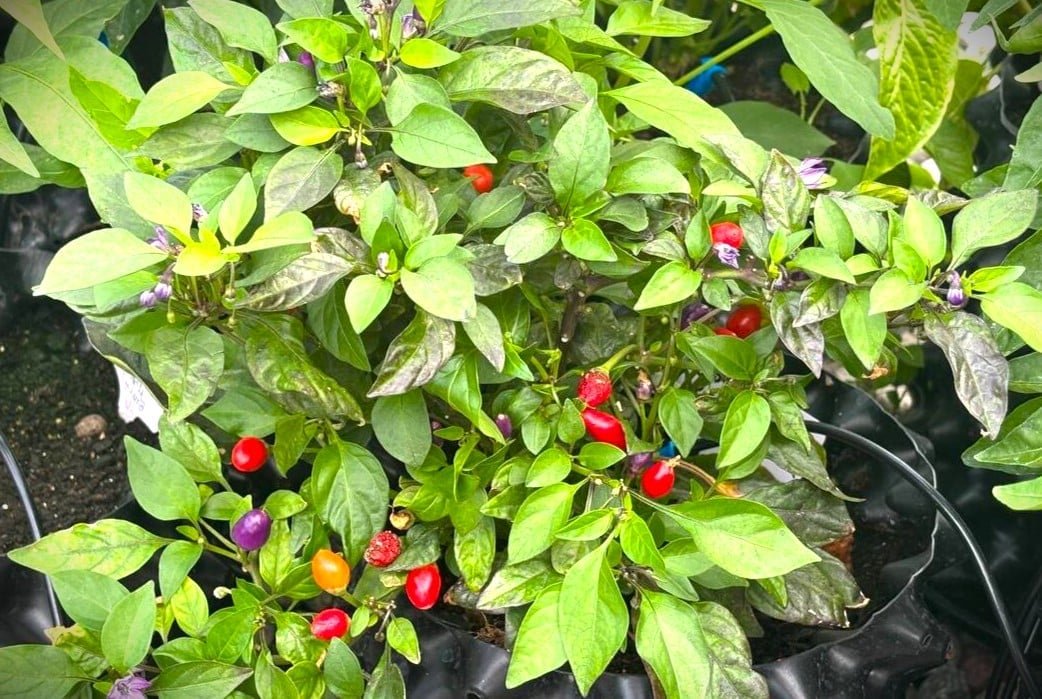 Köp Bolivian Rainbow - Chilifrön online hos Svenska Frön Bolivian Rainbow - Svenskodlade chilifrön från Svenska Frön