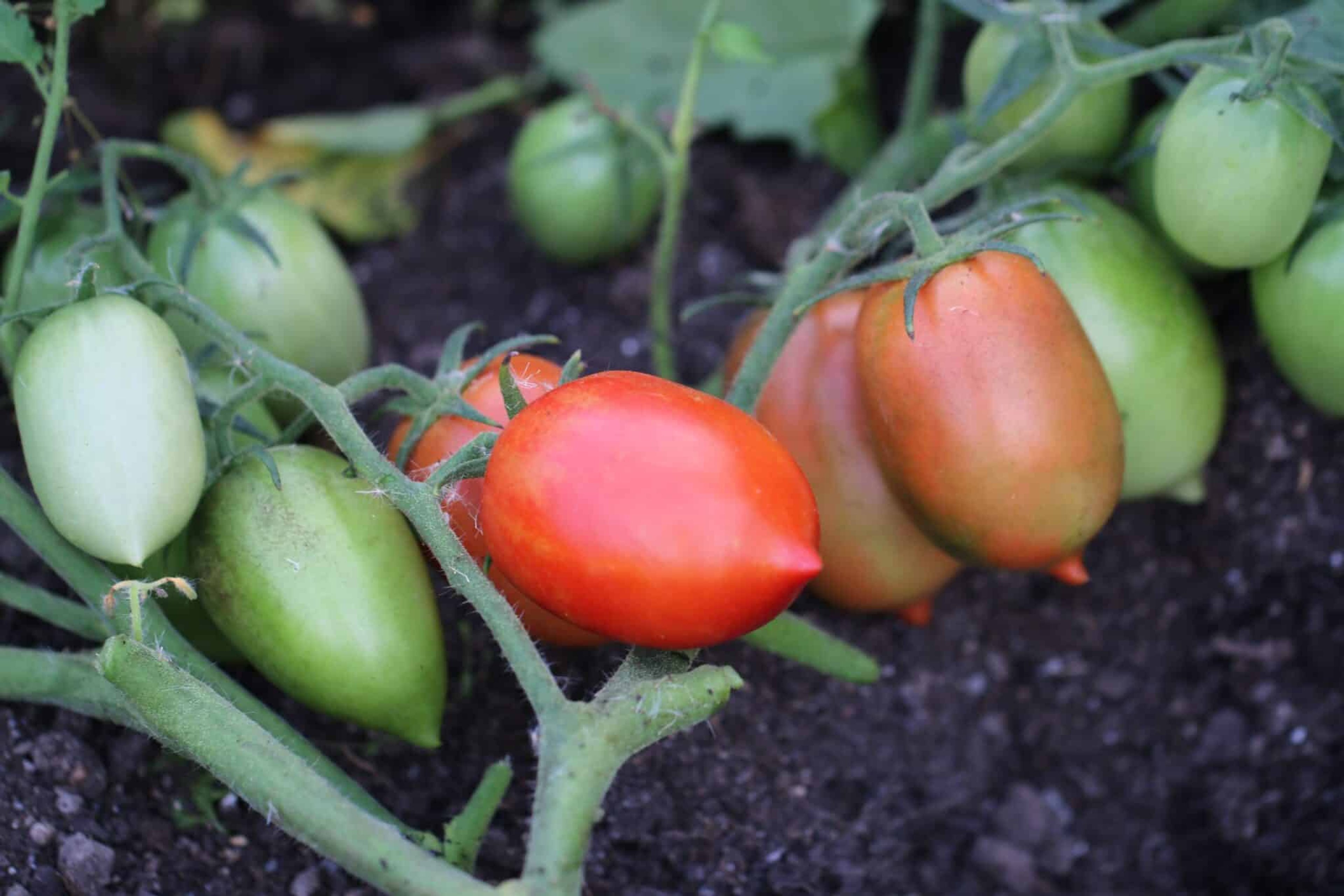Denar - Svenskodlade tomatfrön från Svenska Frön