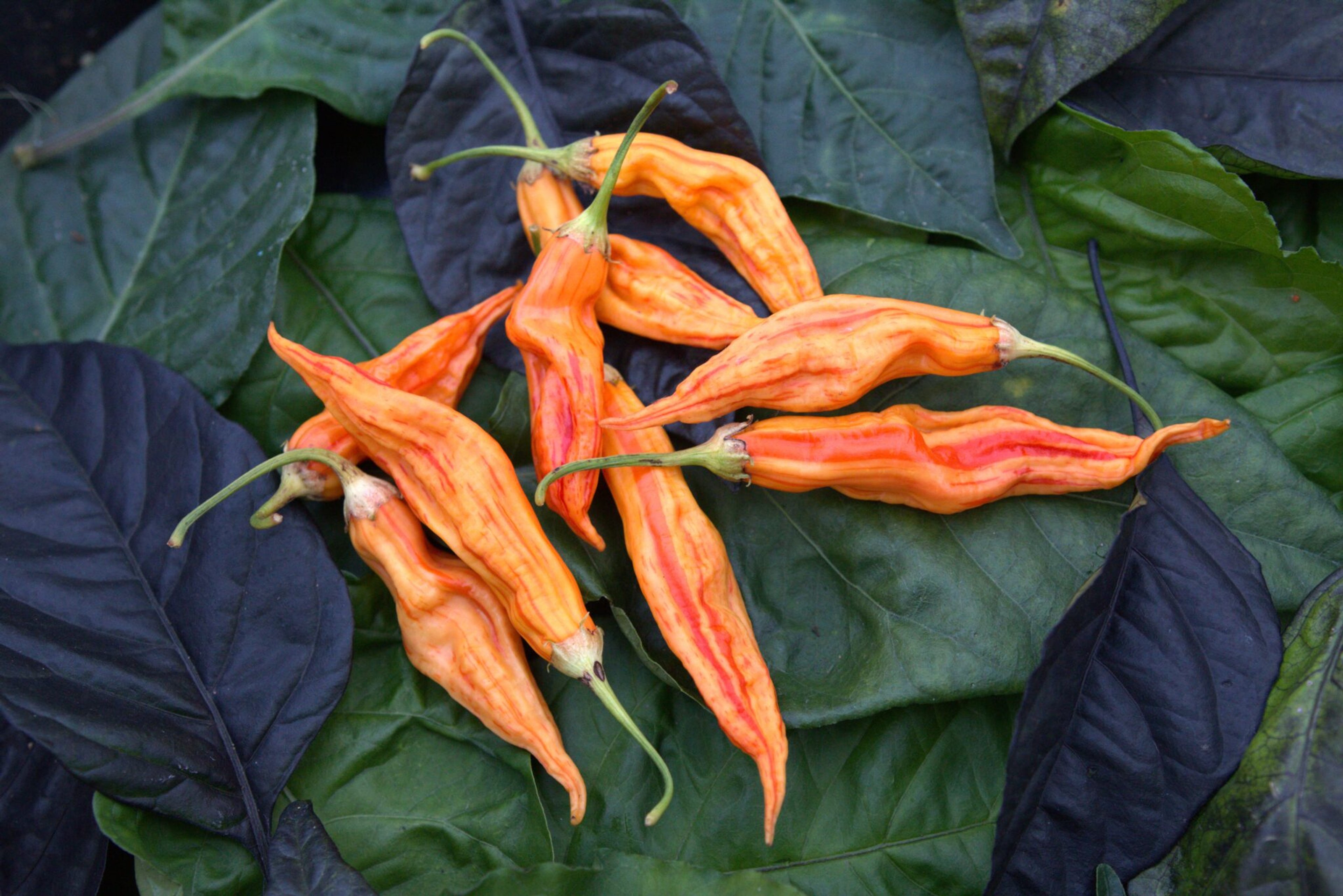 Sugar Rush Stripey - Svenskodlade chilifrön från Svenska Frön