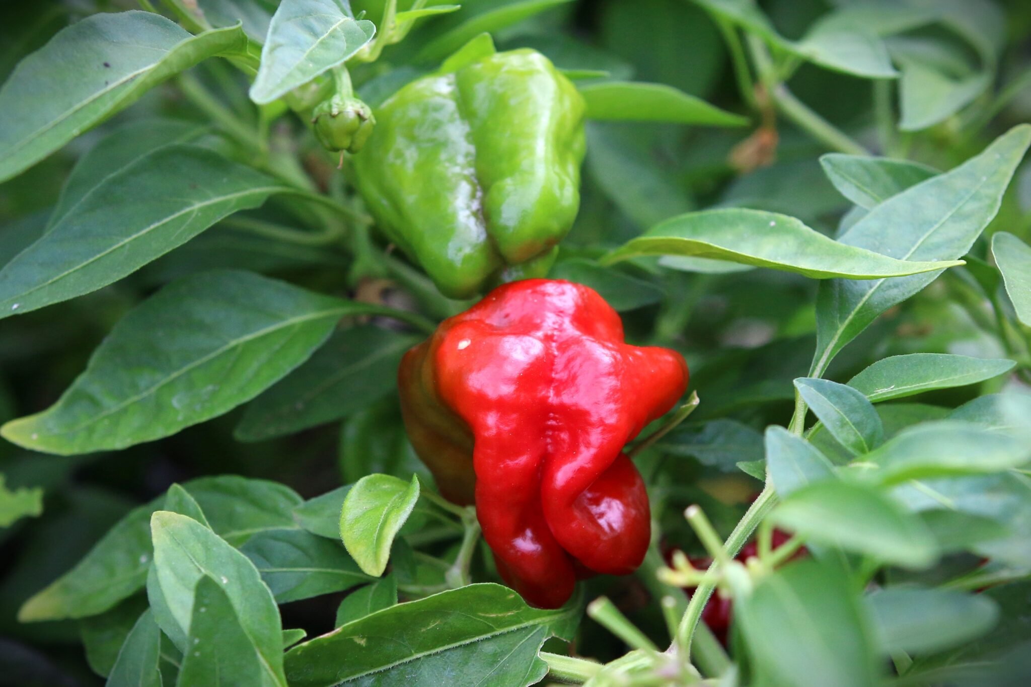 Köp Jamaican Hot Red - Chilifrön online hos Svenska Frön Jamaican Hot Red - Svenskodlade chilifrön från Svenska Frön