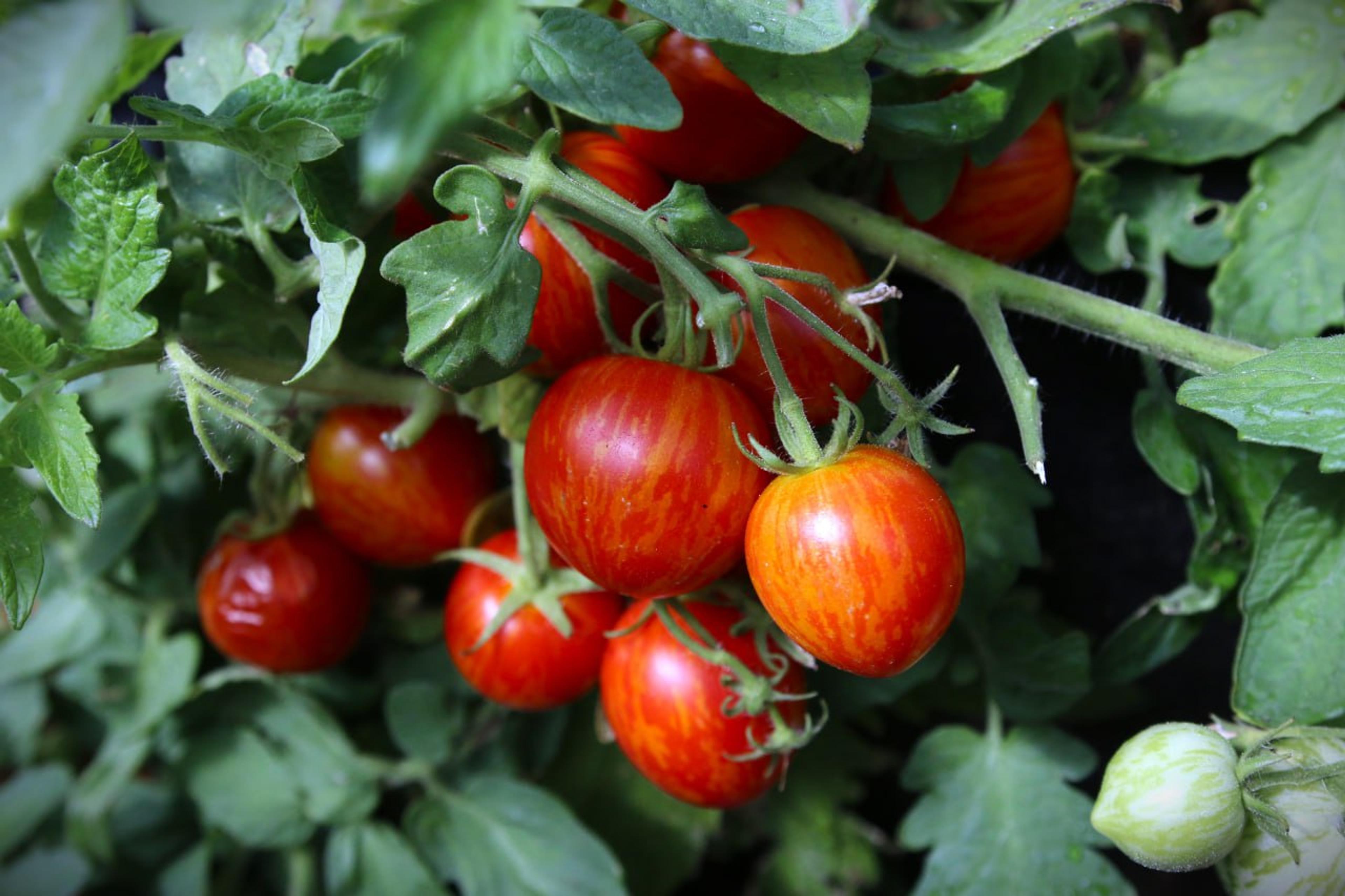 Tiny Tiger miniatyrbild 2