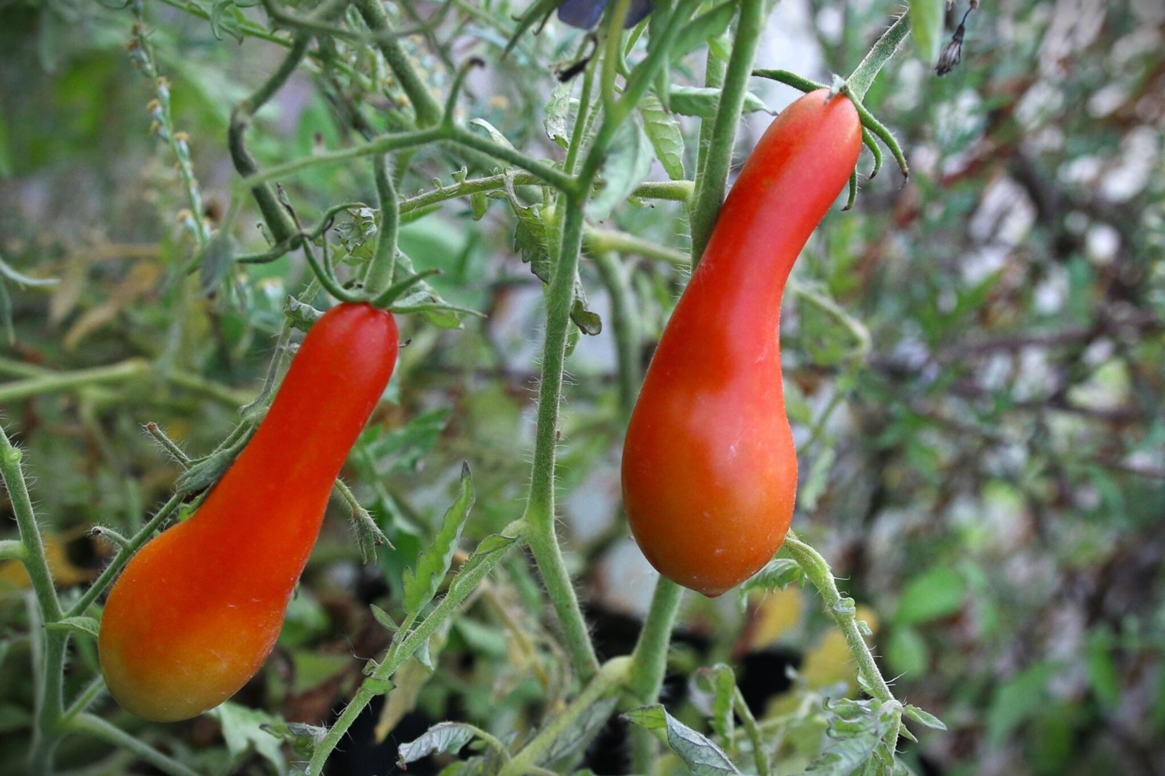 Sea Horse Paste miniatyrbild 2