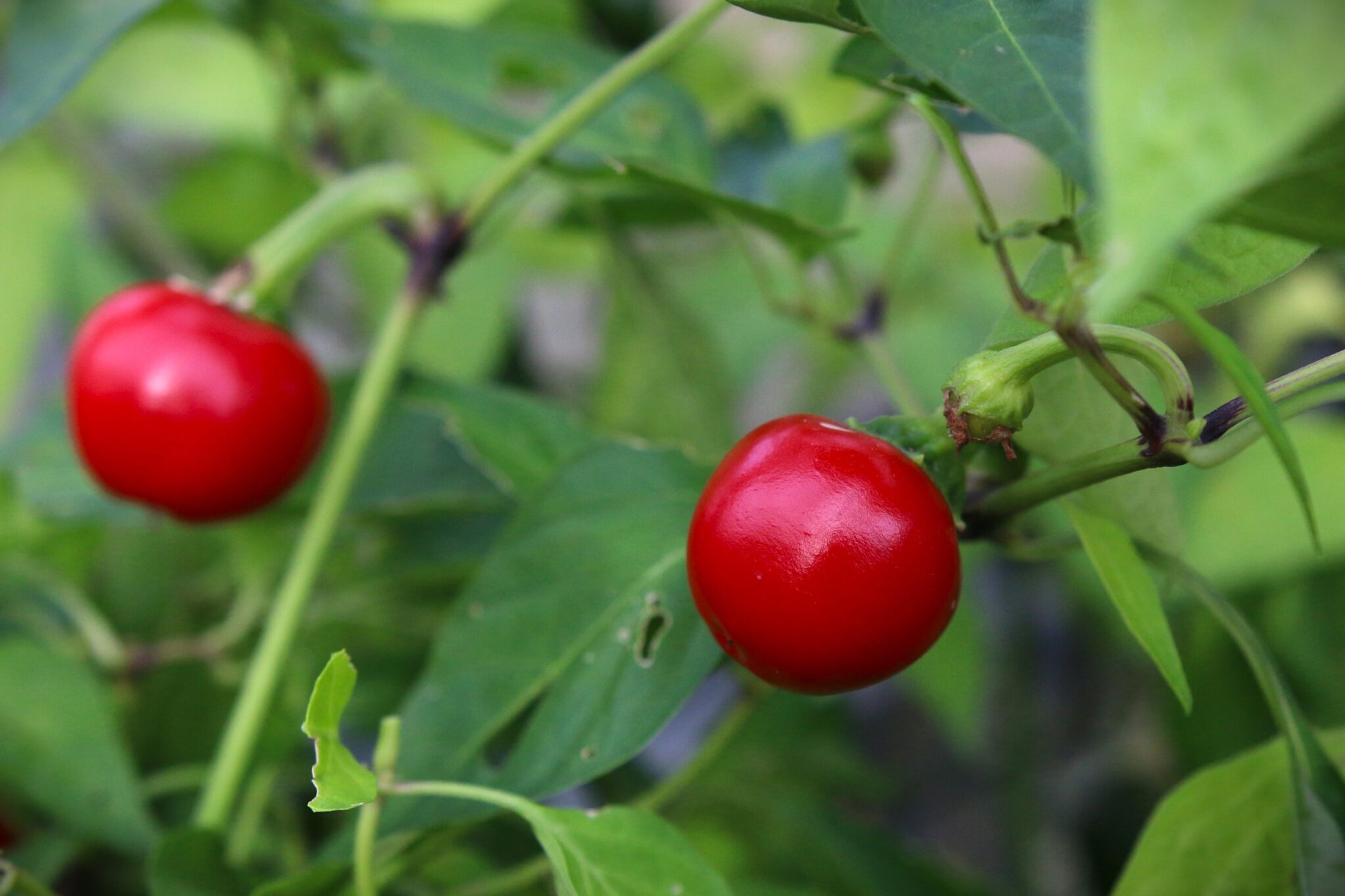 Hungarian Round - Svenskodlade chilifrön från Svenska Frön