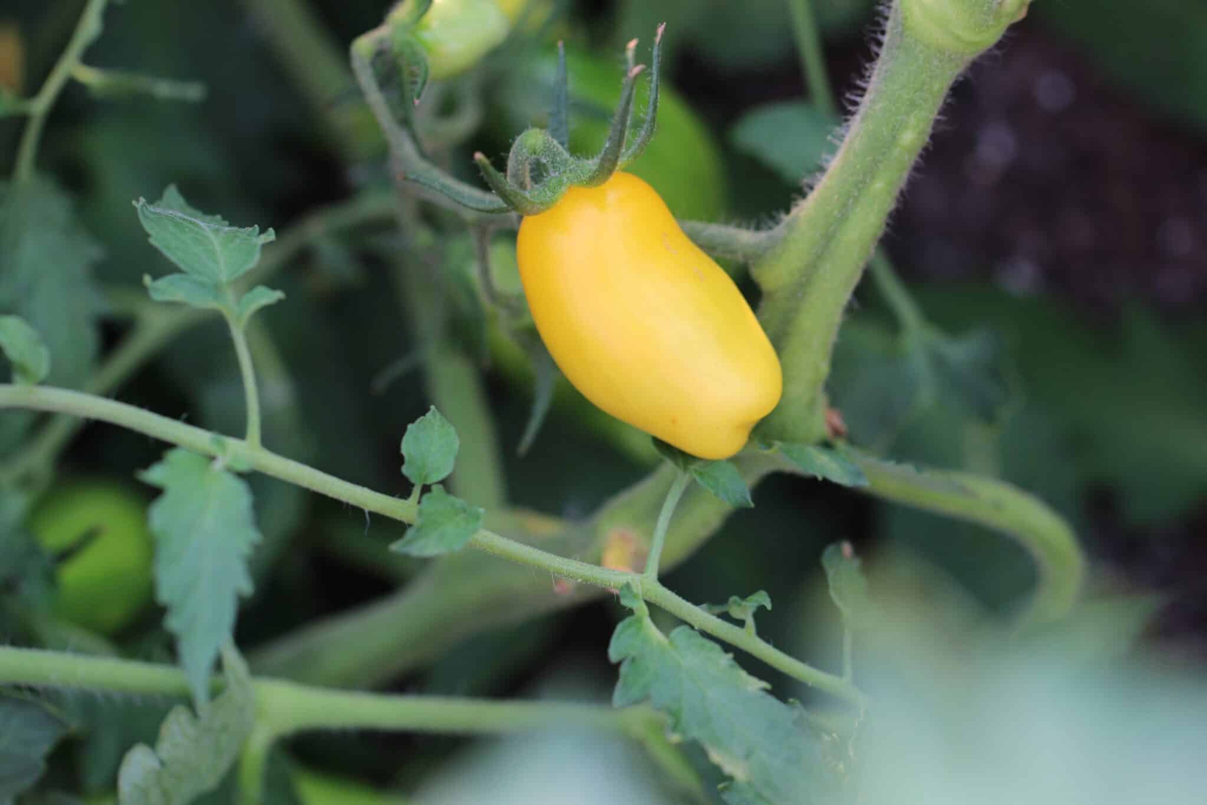 Gold roma - Svenskodlade tomatfrön från Svenska Frön