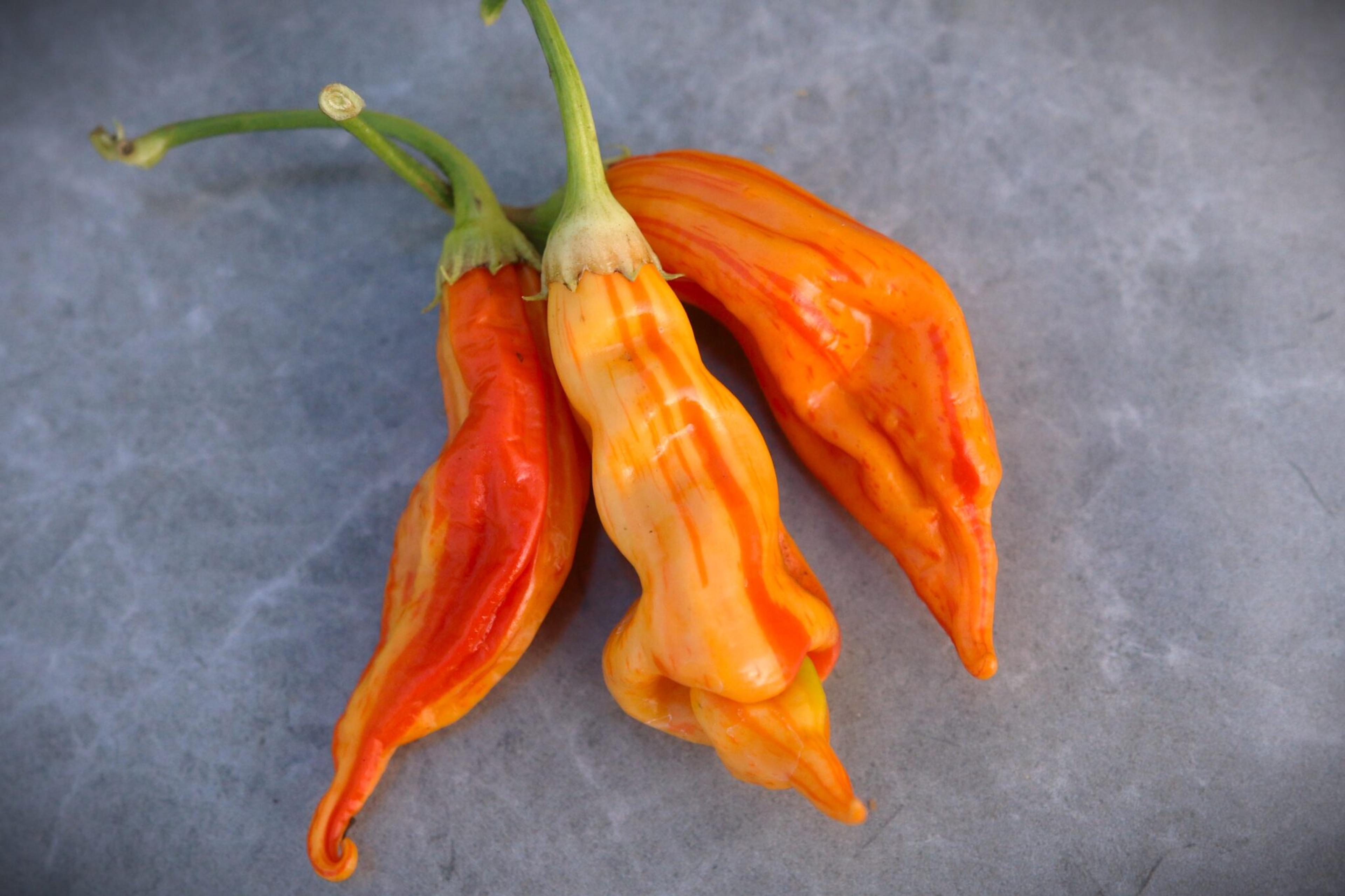 Sugar Rush Stripey miniatyrbild 3