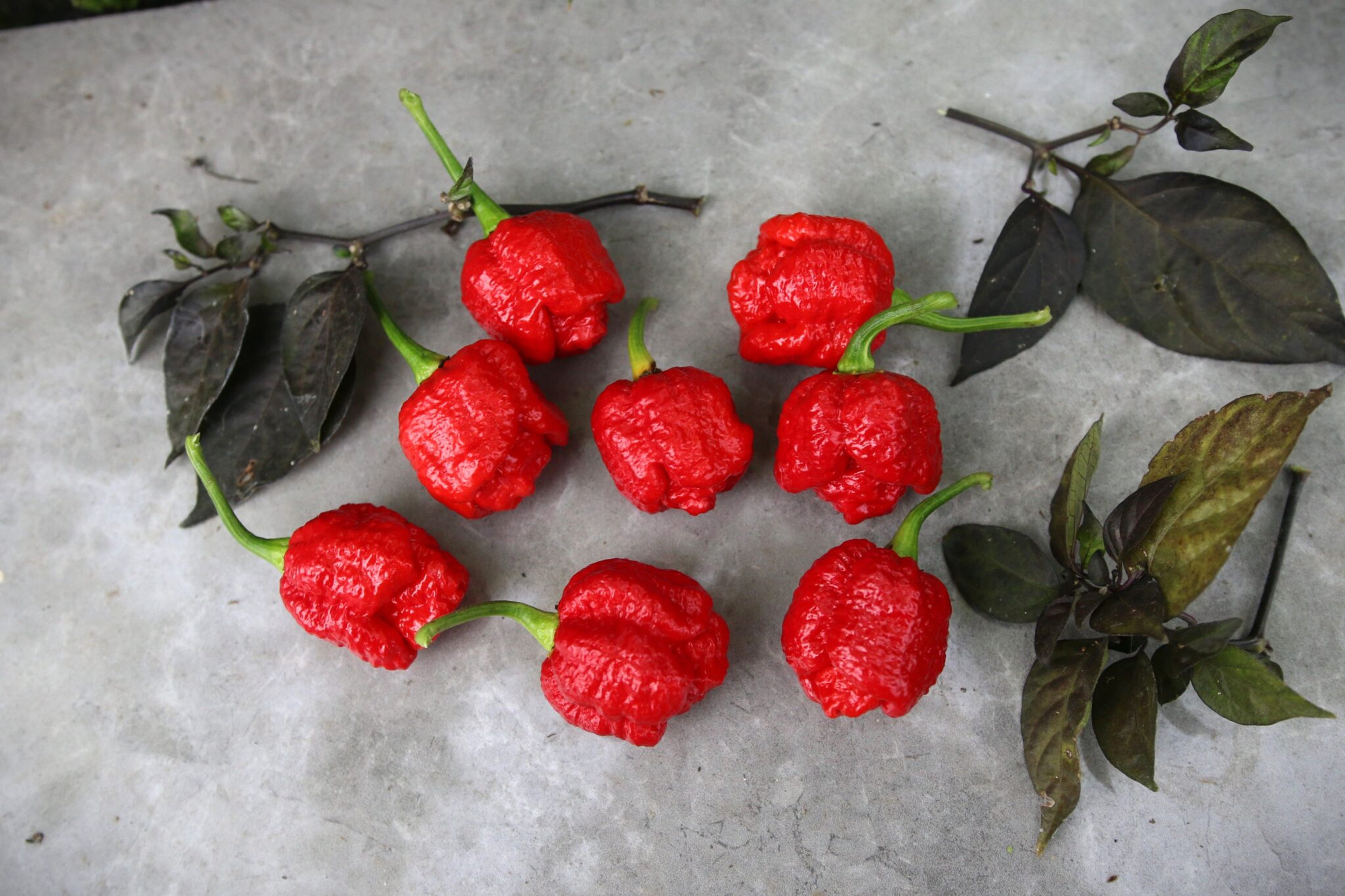 Trinidad Moruga Scorpion Red - frön från Svenska Frön