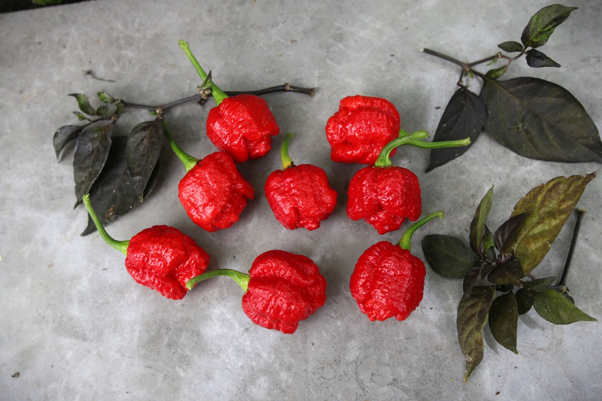 Köp Trinidad Moruga Scorpion Red - frön online hos Svenska Frön Trinidad Moruga Scorpion Red - frön från Svenska Frön