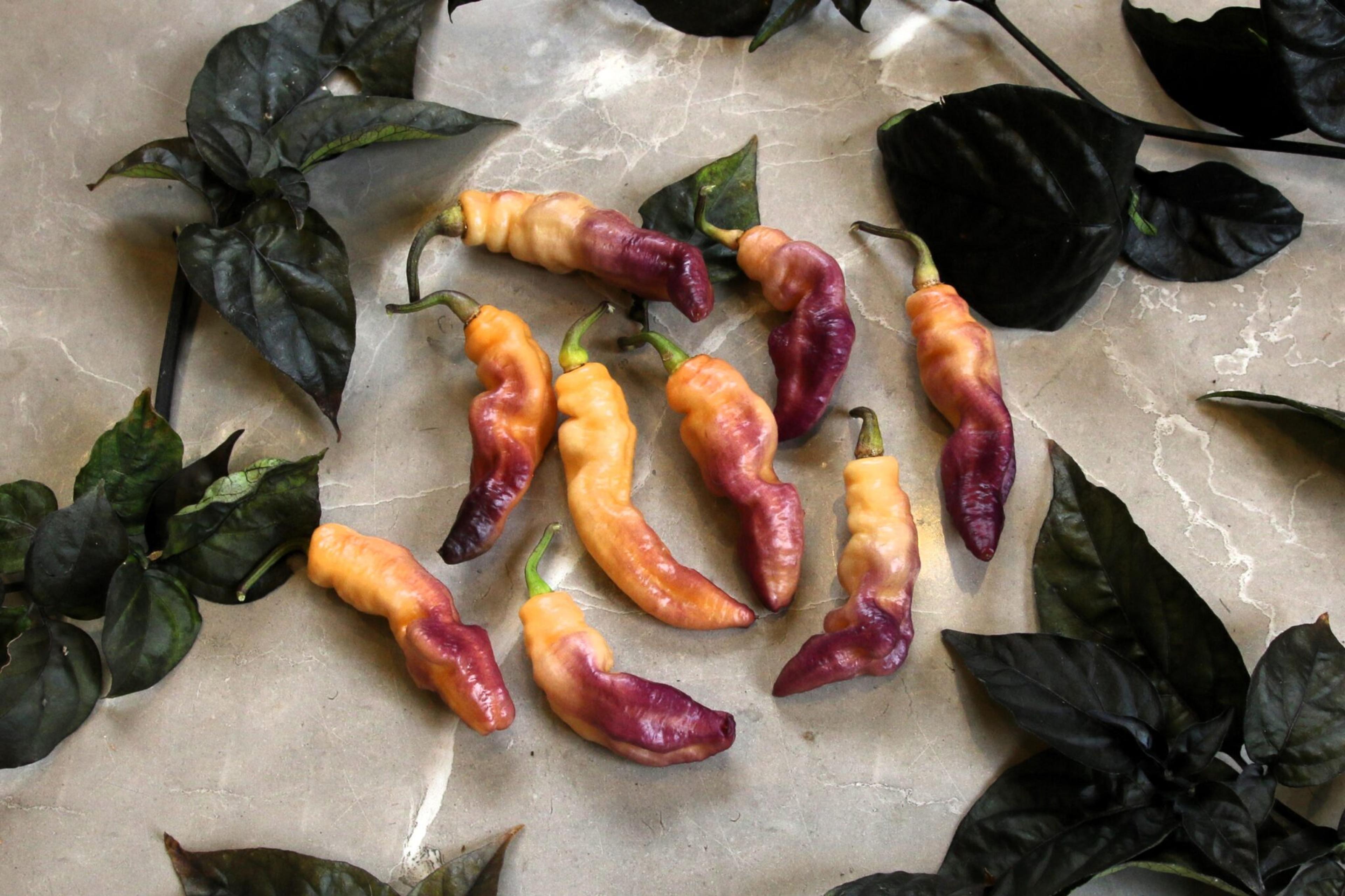 Pink Tiger miniatyrbild 2