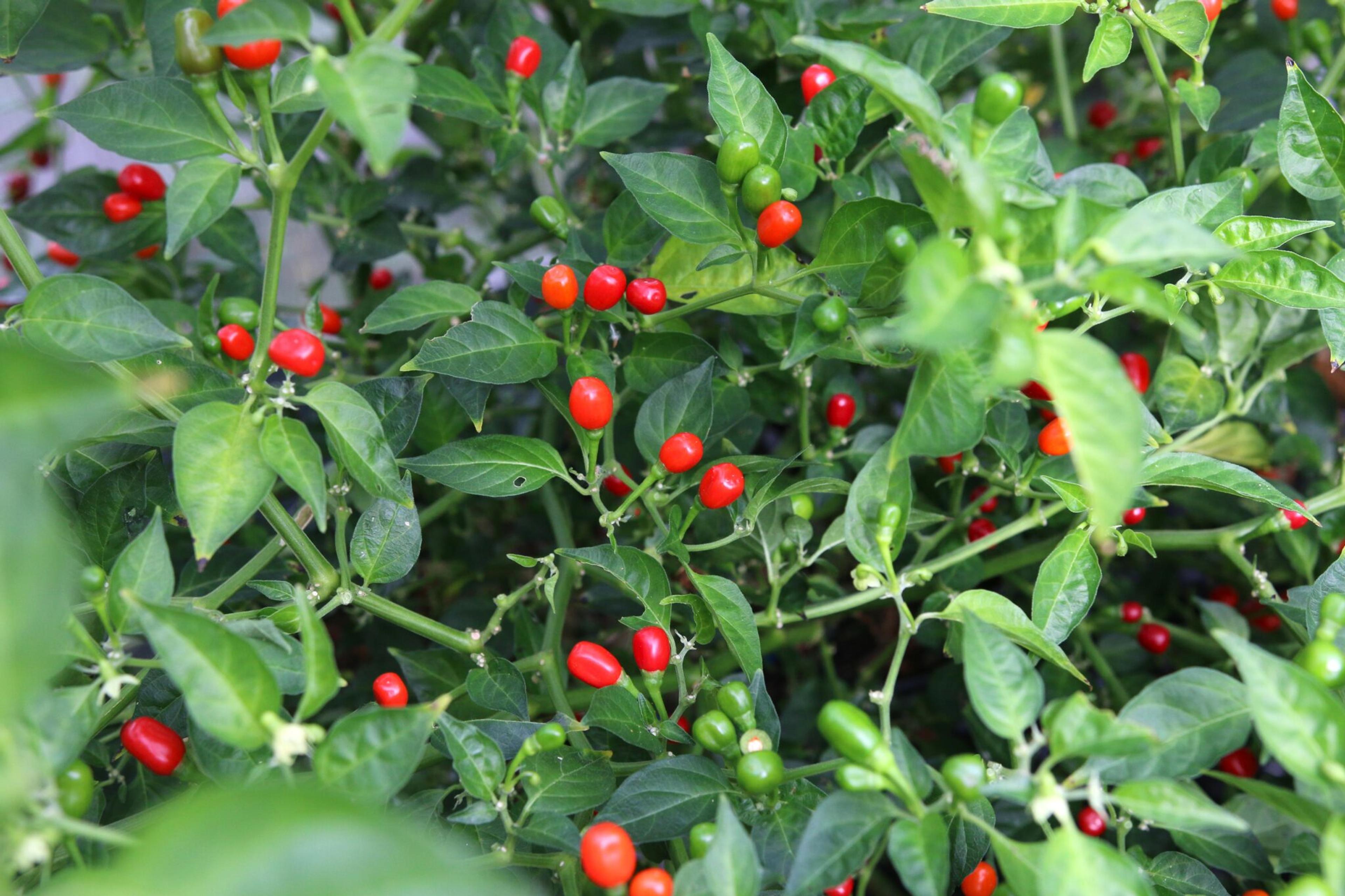 Aji Charapita Red miniatyrbild 2