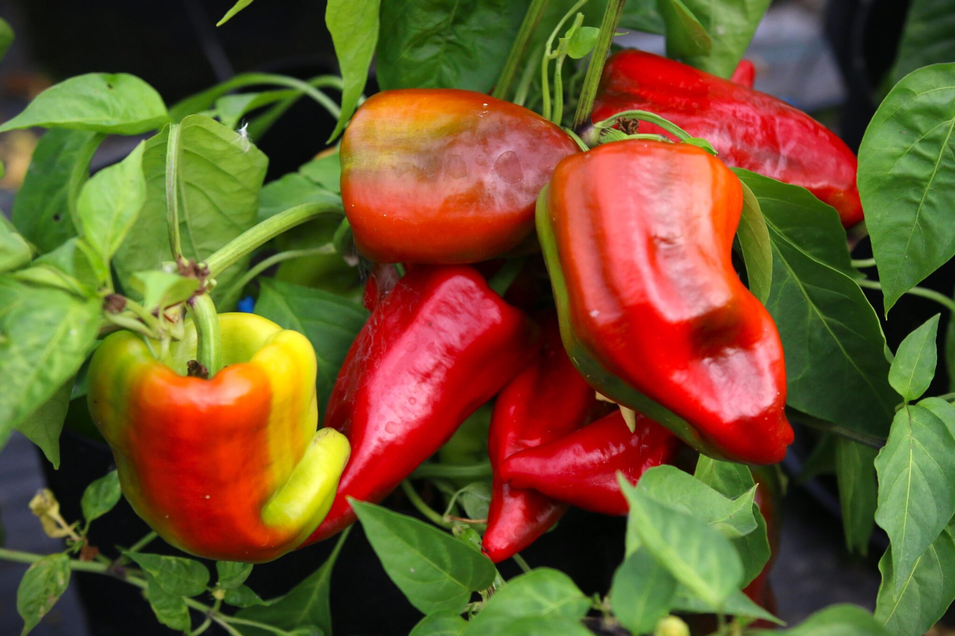 Beaver Dam miniatyrbild 2