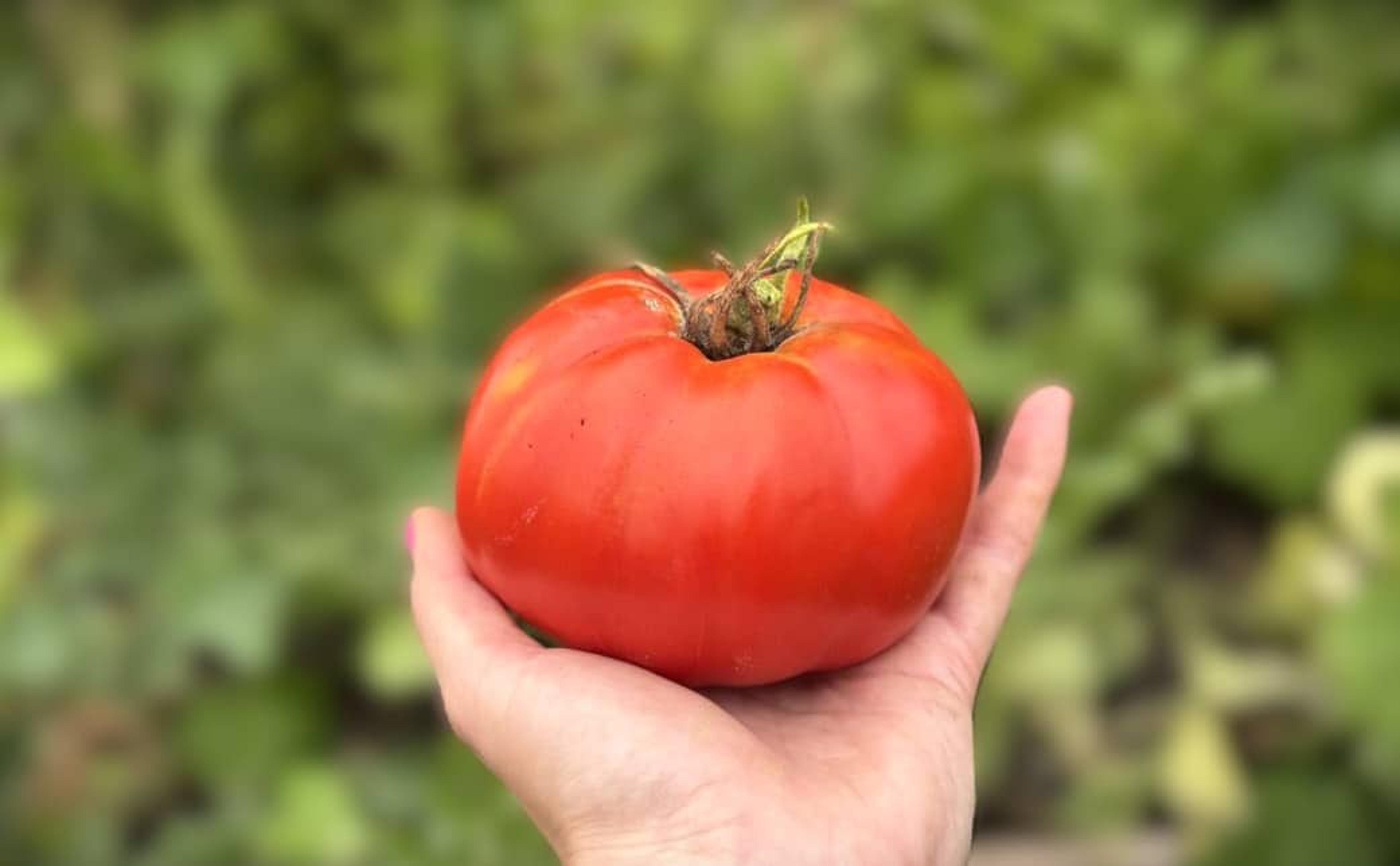 Country Taste H miniatyrbild 2