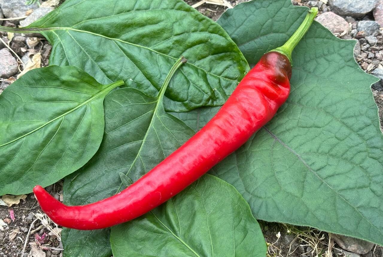 Köp Jimmy Nardello - Chilifrön online hos Svenska Frön Jimmy Nardello - Svenskodlade chilifrön från Svenska Frön