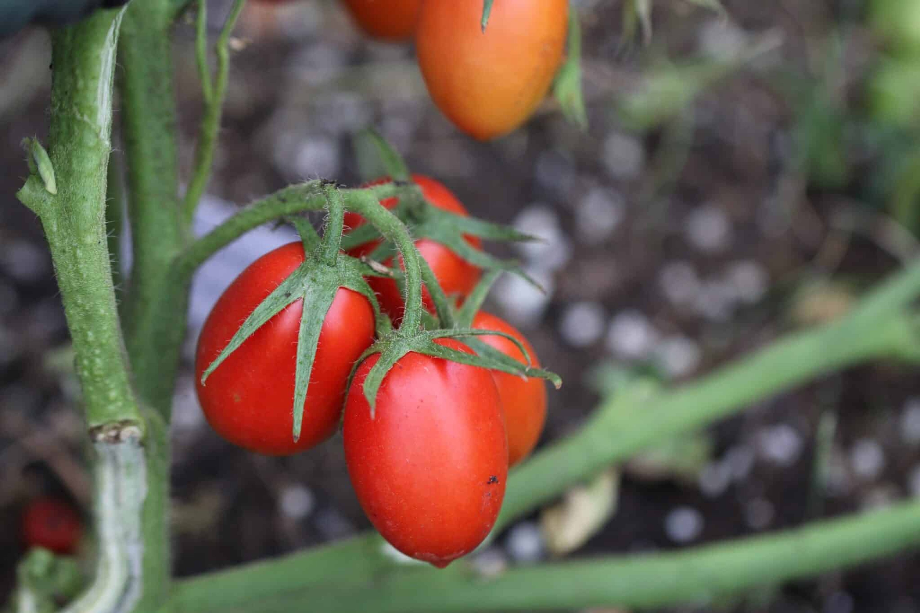 Frodo - Svenskodlade tomatfrön från Svenska Frön