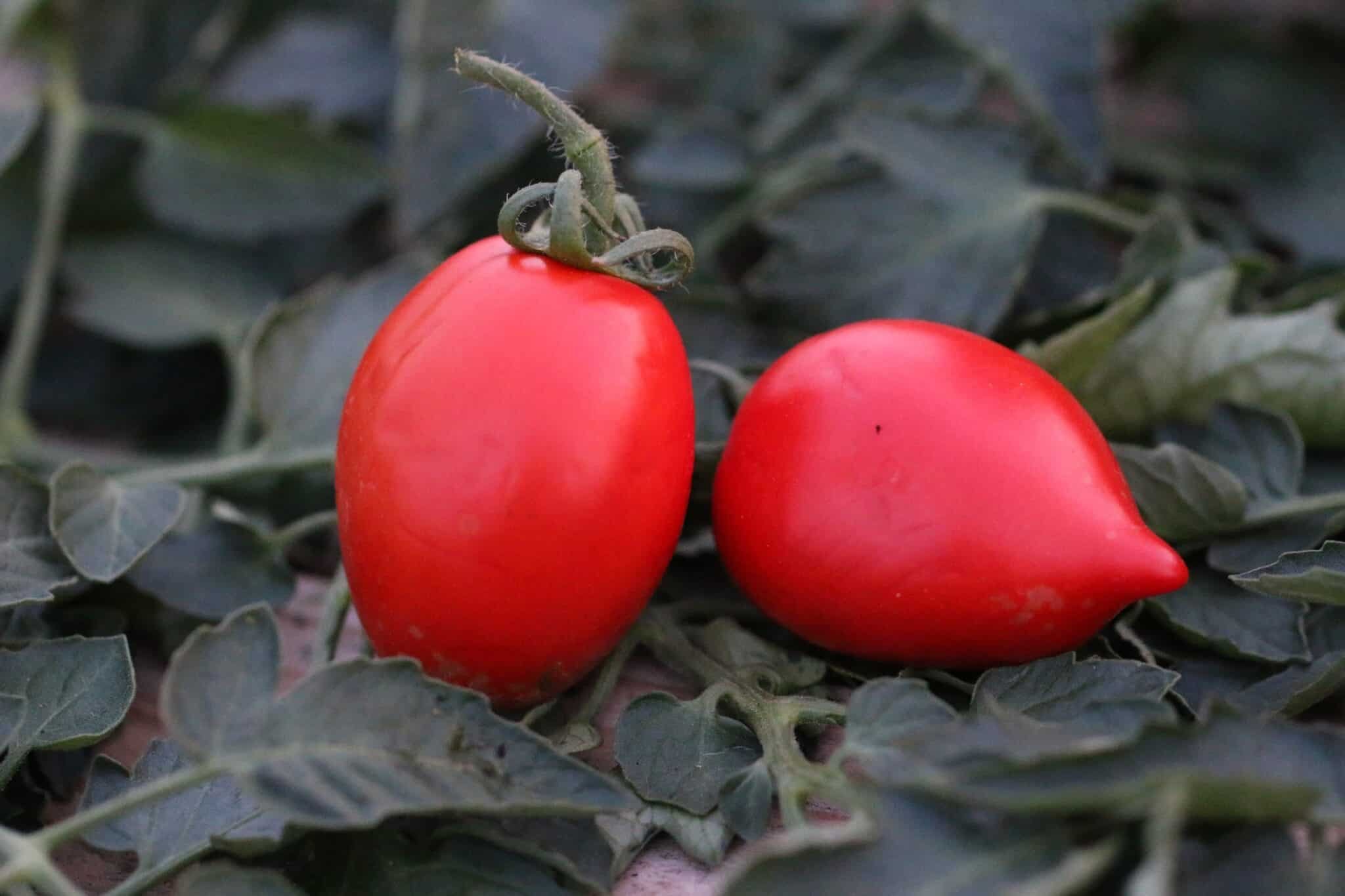Köp Big Mama - Tomatfrön online hos Chilifrön.se Stora avlånga Big Mama plommontomater i korg