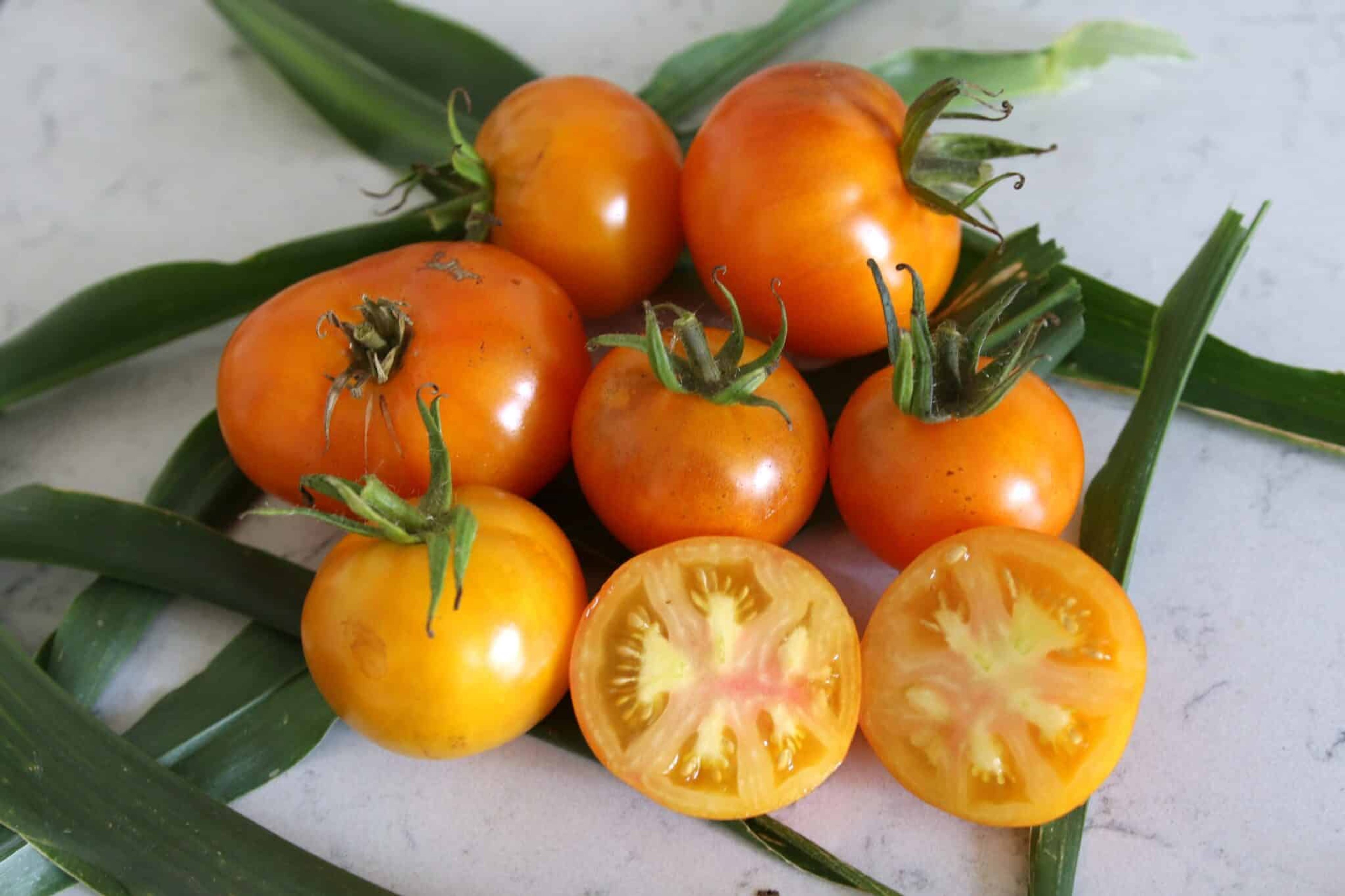 Yellow Dragon - Svenskodlade tomatfrön från Svenska Frön