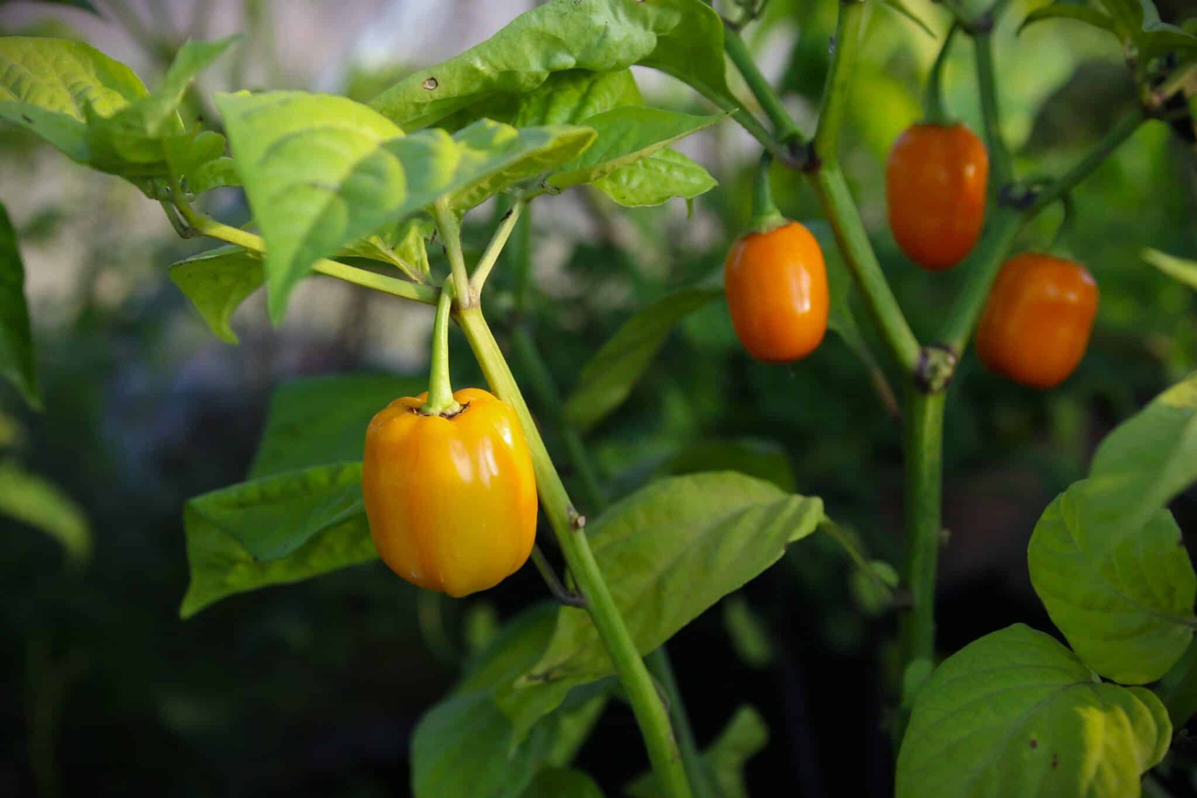 Aji Dulce Amarillo - Svenskodlade chilifrön från Svenska Frön