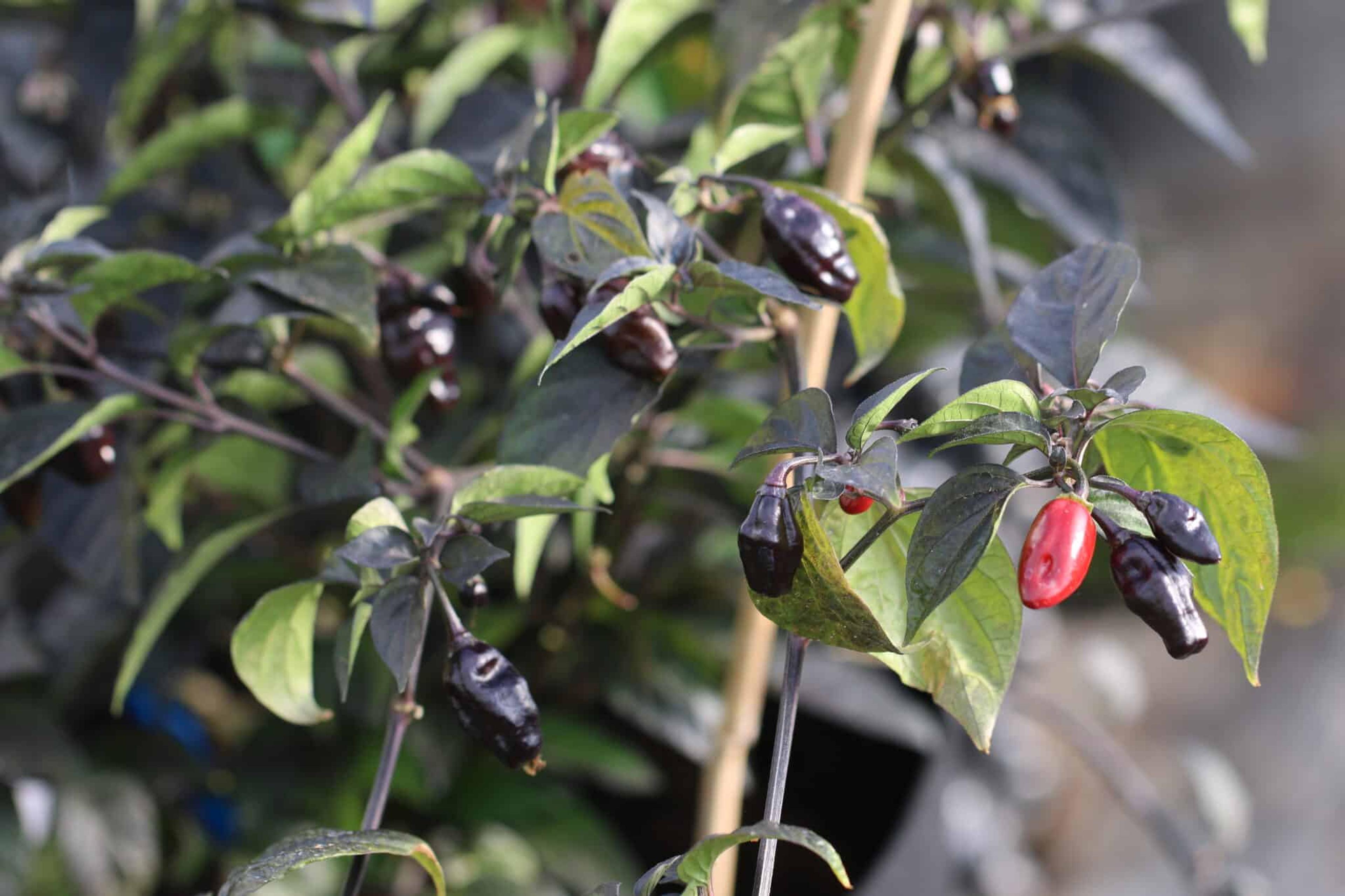 Pimenta Puma miniatyrbild 3