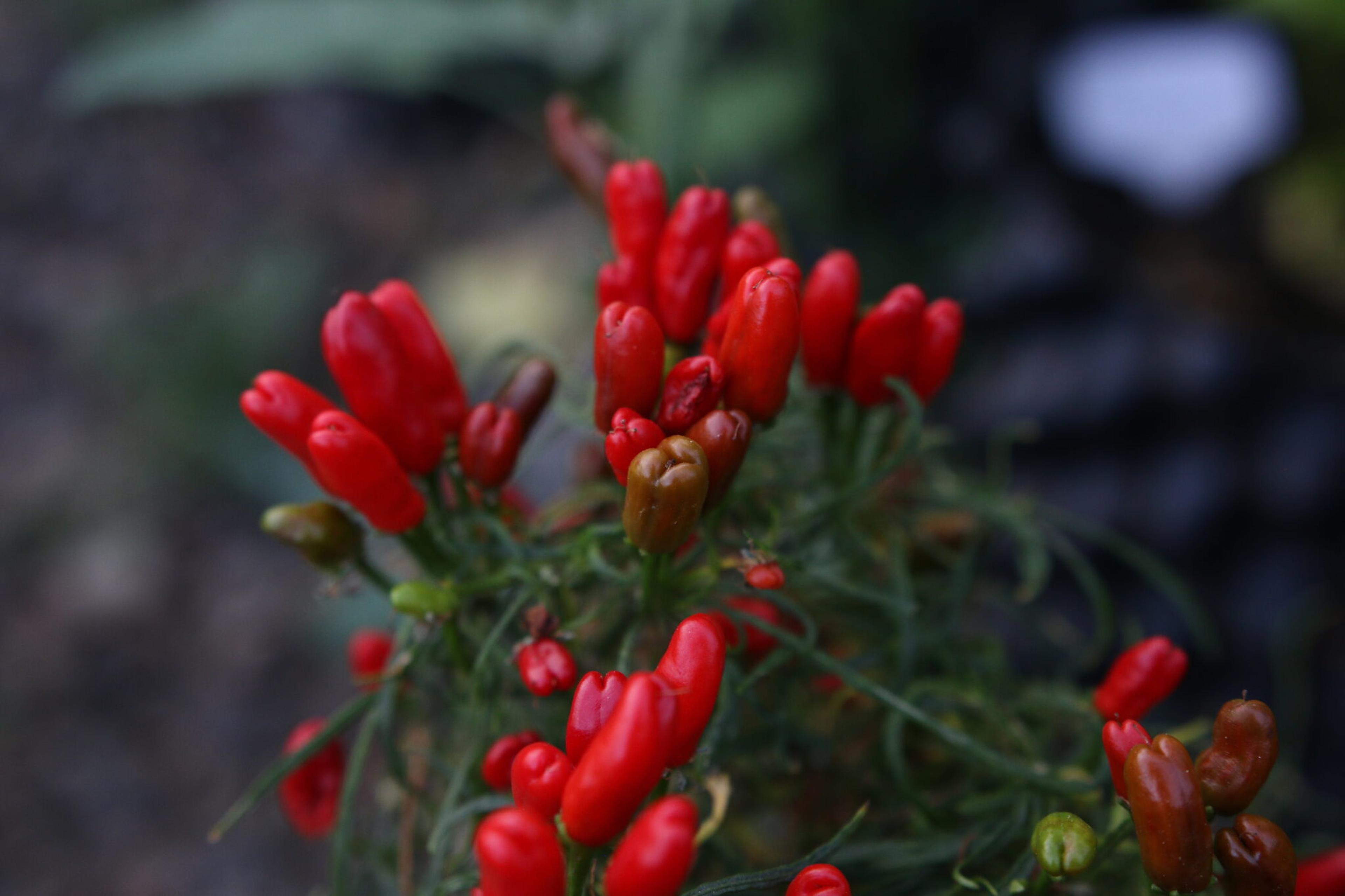 Candlelight Mutant miniatyrbild 2