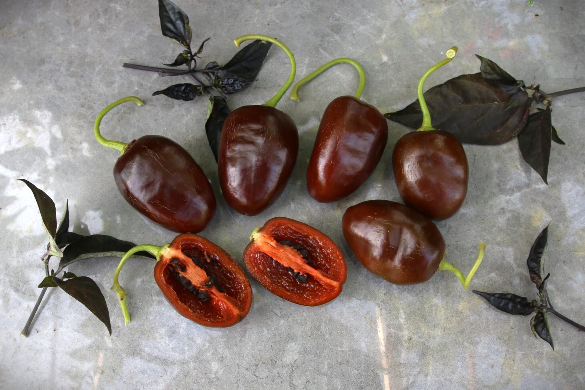 Köp Rocoto Brown - Chilifrön online hos Svenska Frön Rocoto Brown - Svenskodlade chilifrön från Svenska Frön