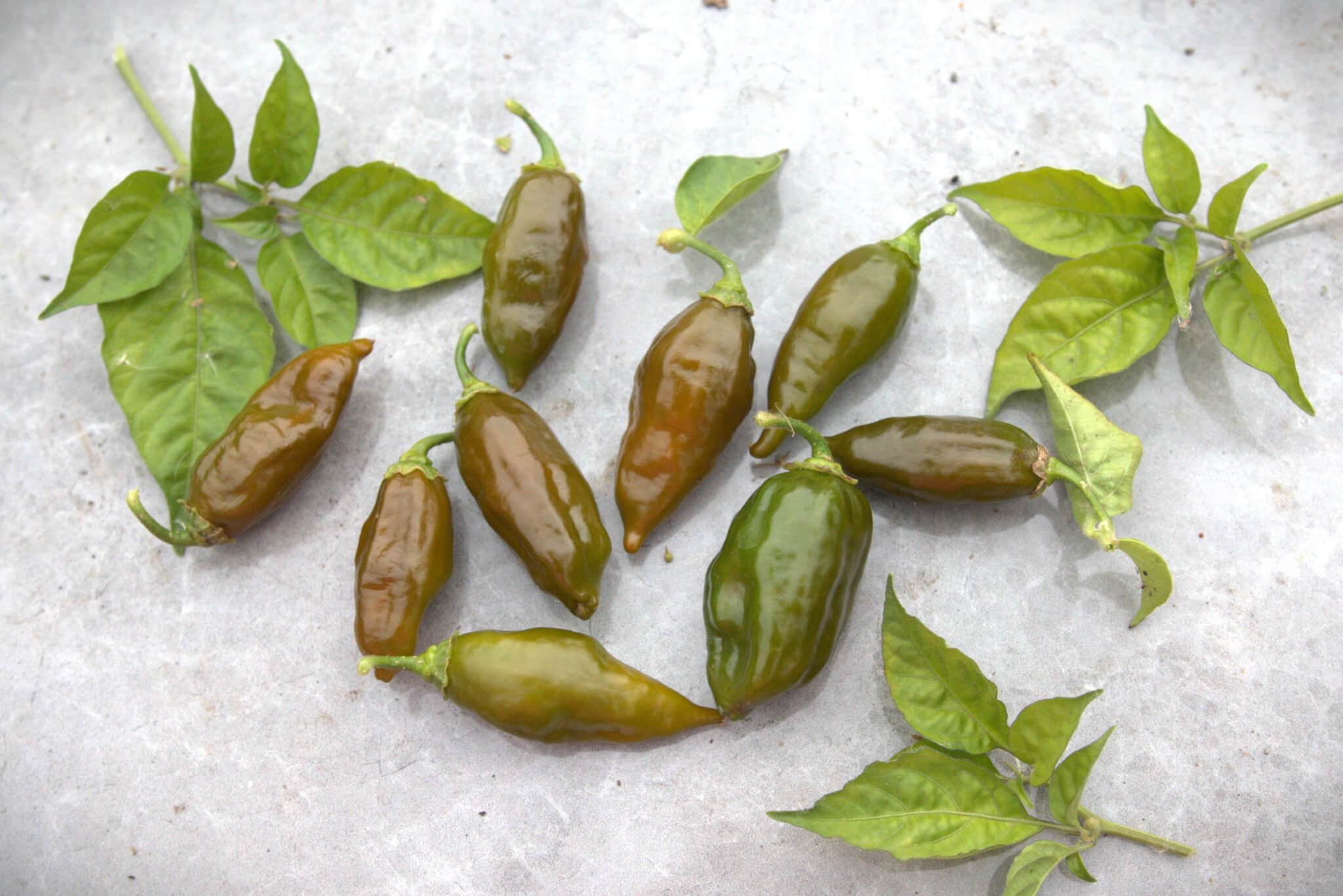 Köp EverGreen - Chilifrön online hos Svenska Frön EverGreen - Svenskodlade chilifrön från Svenska Frön