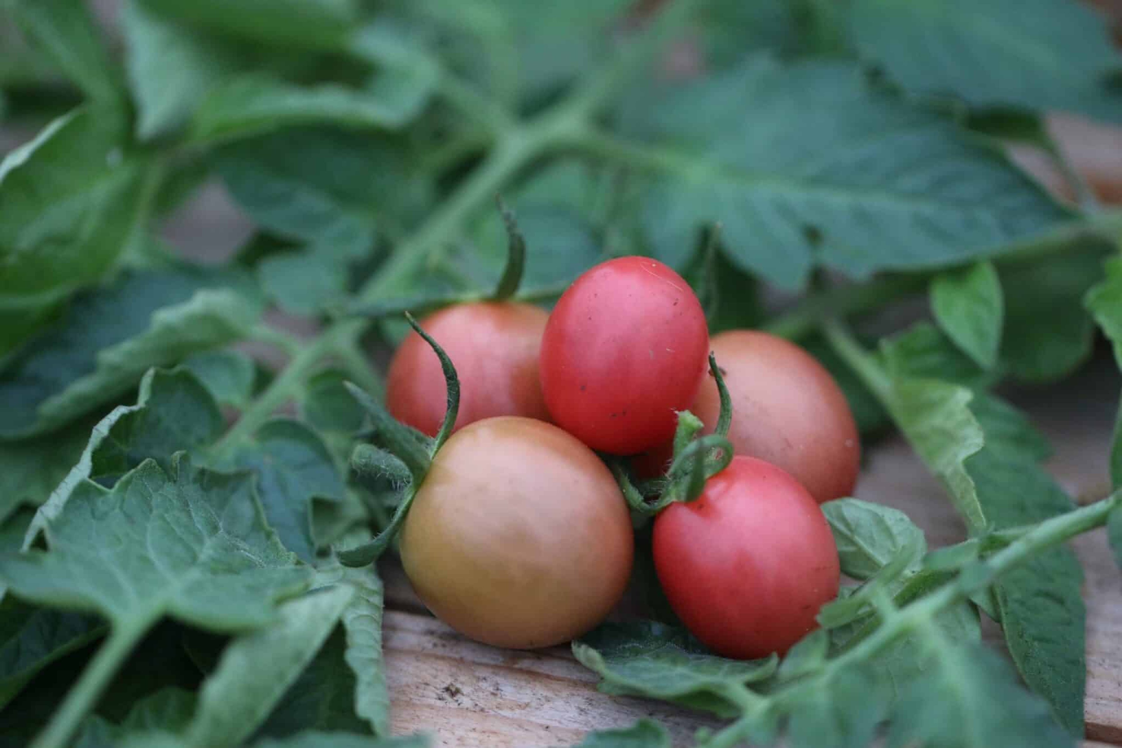 Sunpeach - Svenskodlade tomatfrön från Svenska Frön