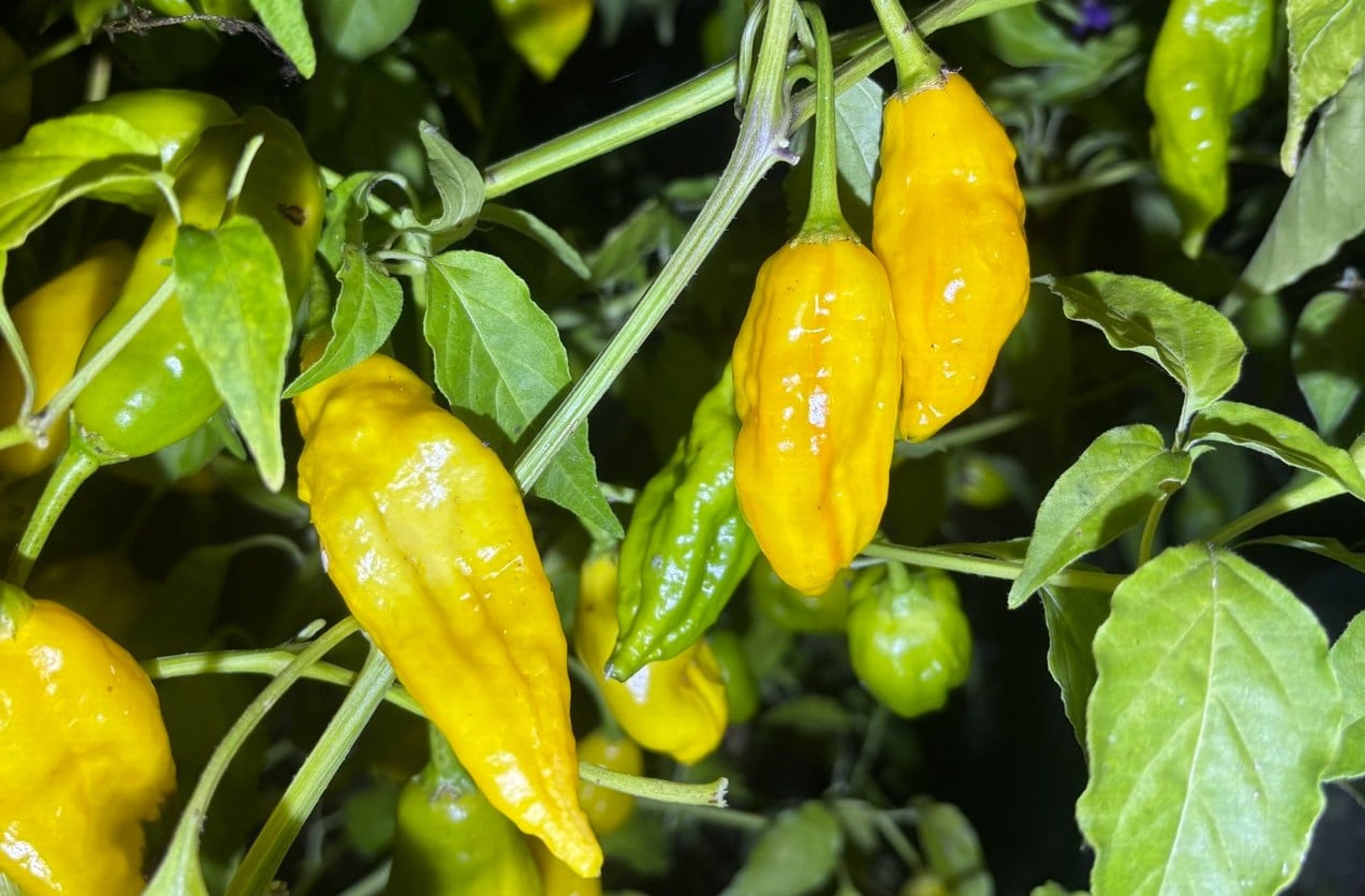 Lemon Stripe - Svenskodlade chilifrön från Svenska Frön