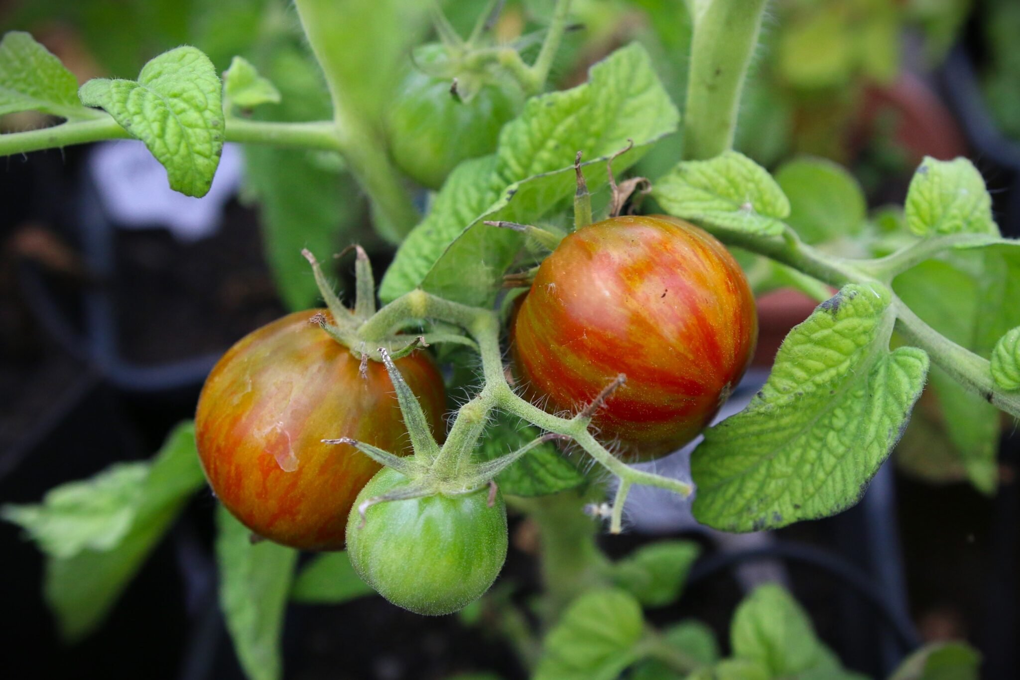 Köp Aftershock - Tomatfrön online hos Svenska Frön Aftershock - Svenskodlade tomatfrön från Svenska Frön