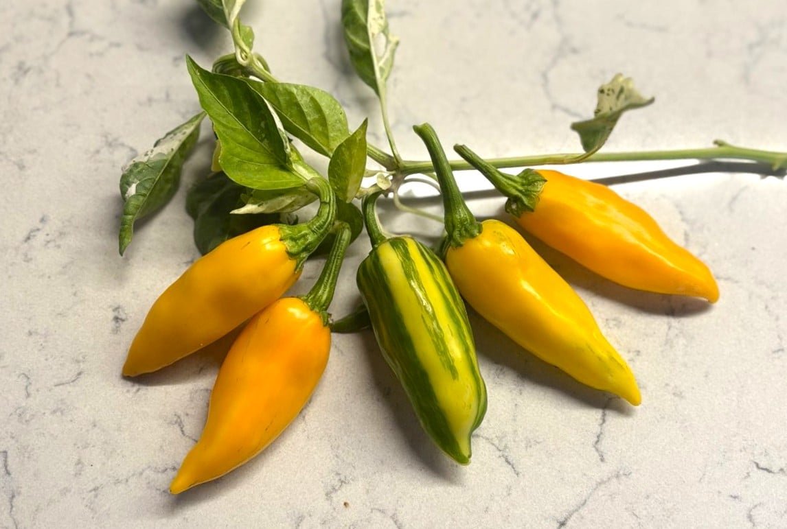 Köp Yellow Fish - Chilifrön online hos Svenska Frön Yellow Fish - Svenskodlade chilifrön från Svenska Frön