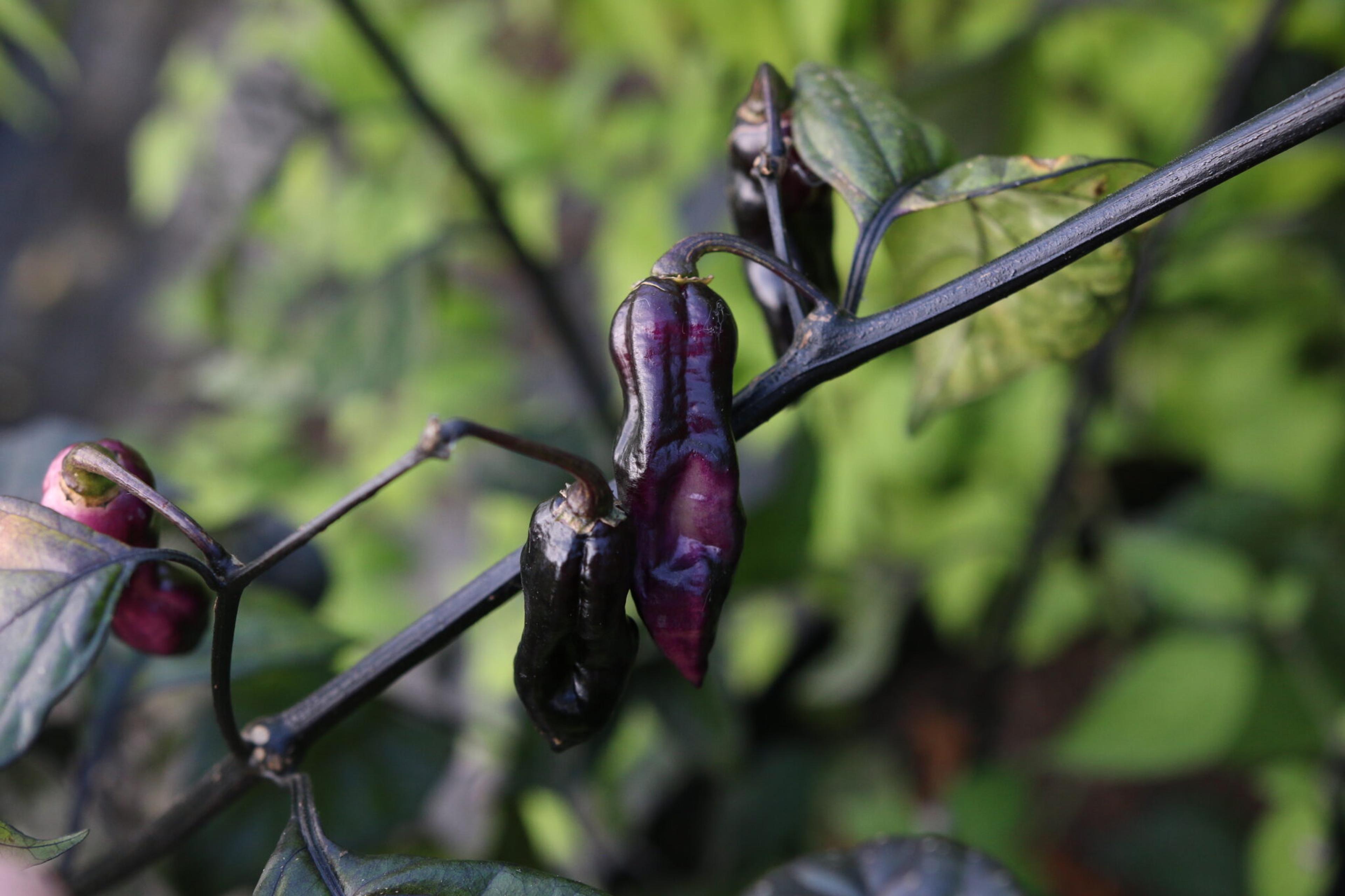 Black Hole Horizon miniatyrbild 5