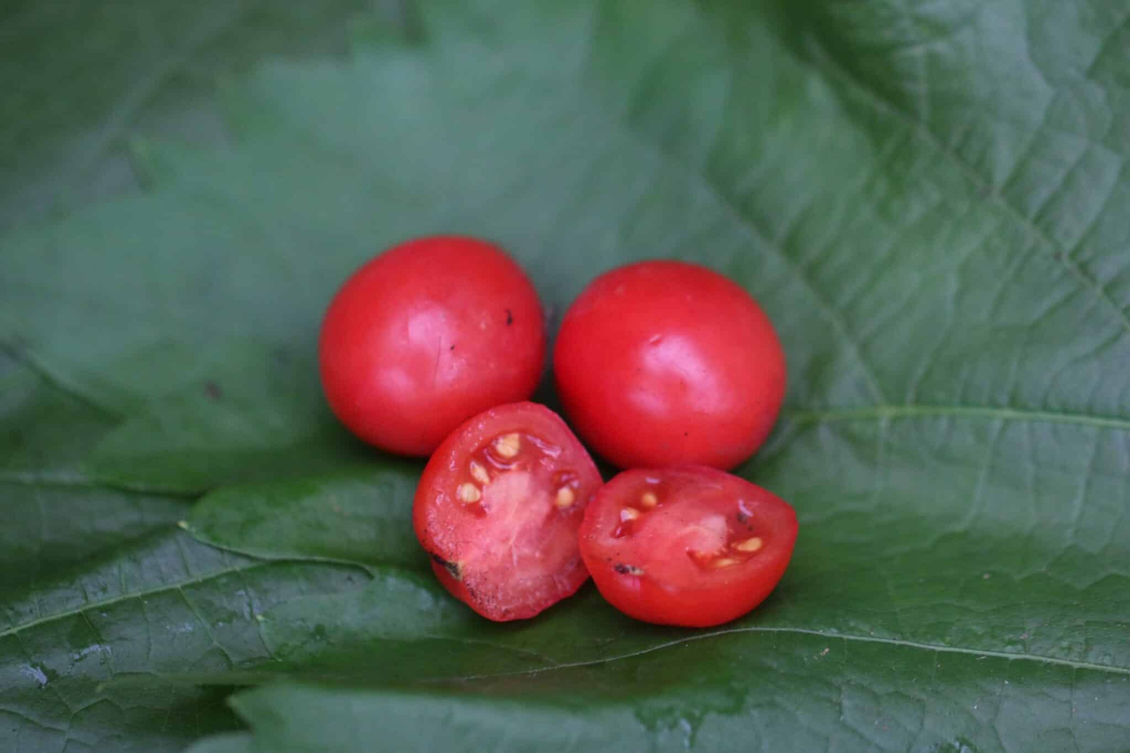 Rosy Finch - Svenskodlade tomatfrön från Svenska Frön