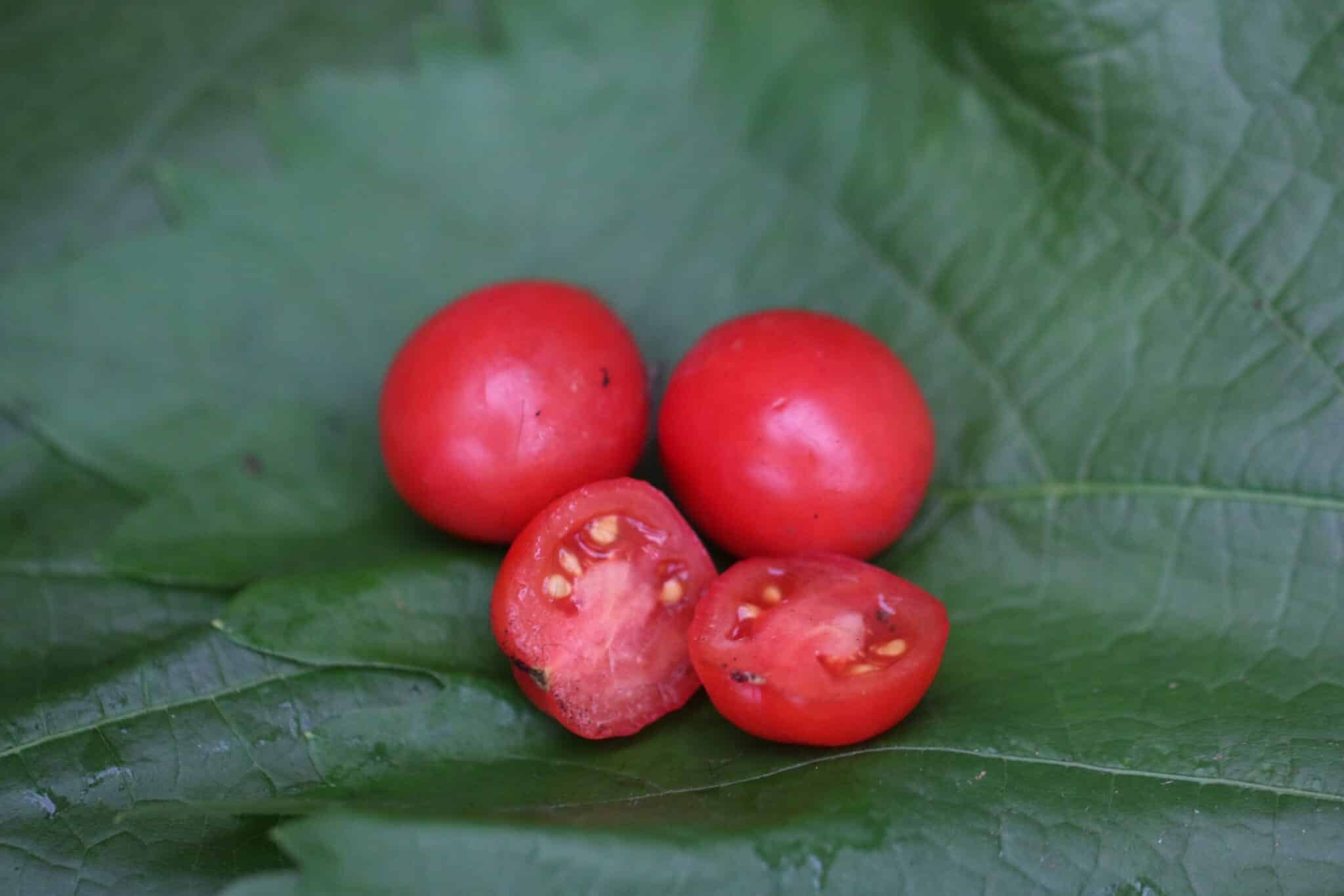 Köp Rosy Finch - Tomatfrön online hos Svenska Frön Rosy Finch - Svenskodlade tomatfrön från Svenska Frön