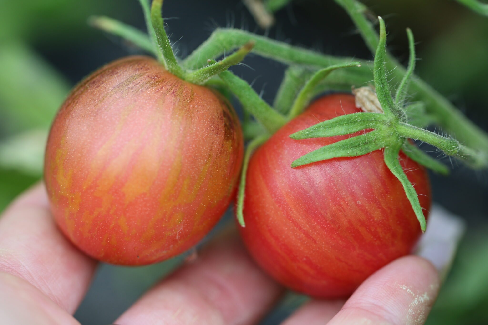 Köp Dwarf Striped Balkan Tiger - Tomatfrön online hos Svenska Frön Dwarf Striped Balkan Tiger - Svenskodlade tomatfrön från Svenska Frön