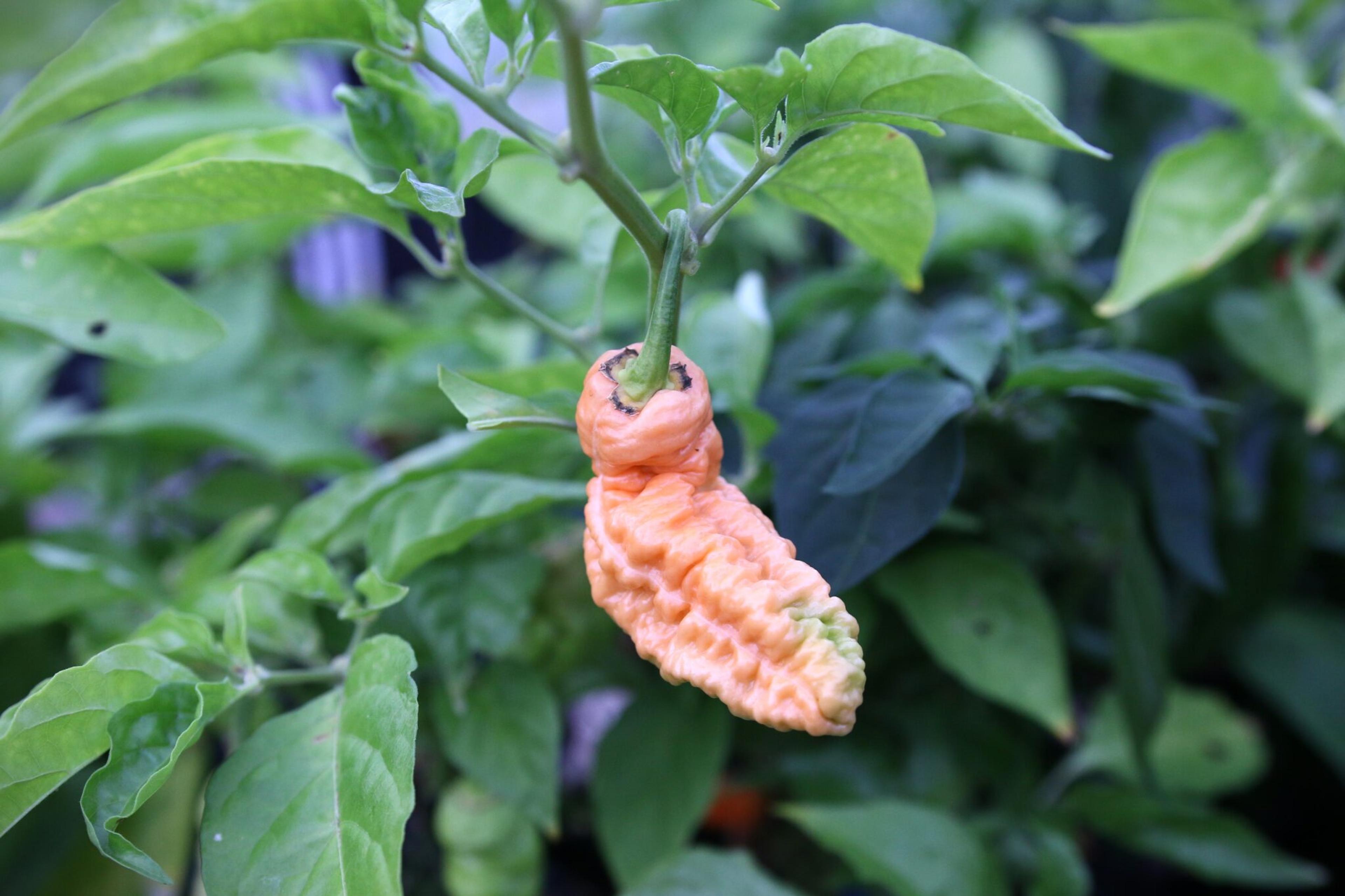 Bhut Jolokia Peach WM miniatyrbild 2