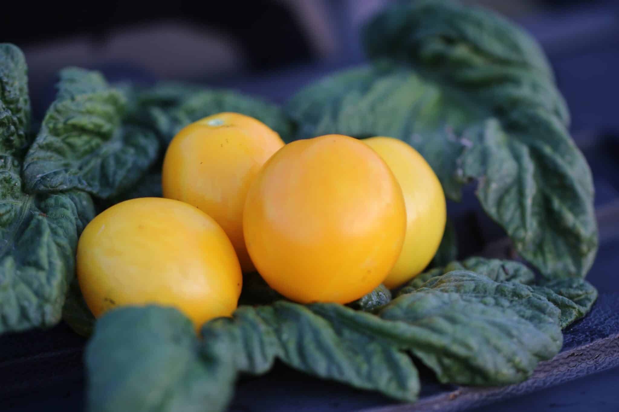 Köp Tigerette Cherry - Tomatfrön online hos Svenska Frön Tigerette Cherry - Svenskodlade tomatfrön från Svenska Frön