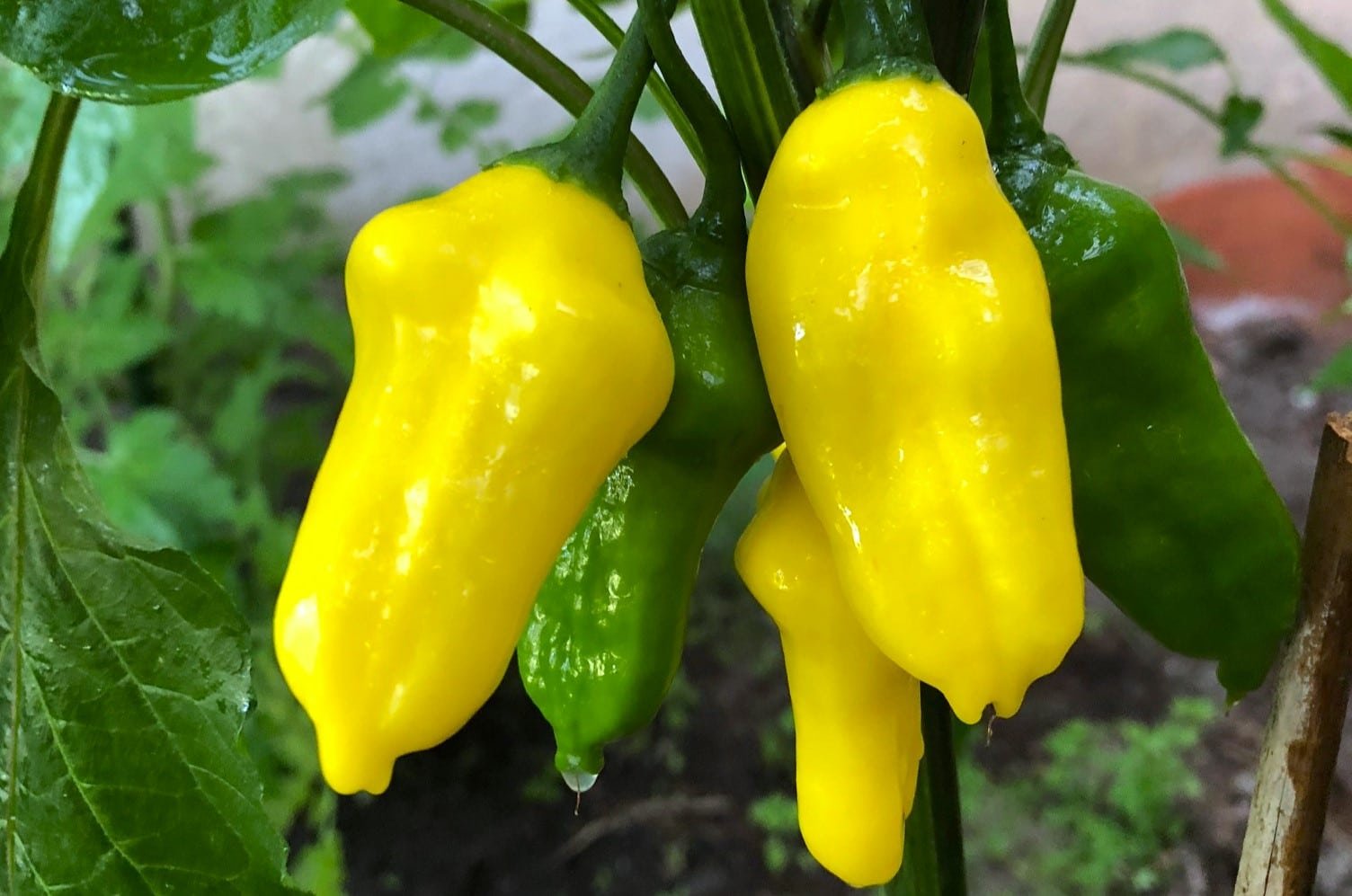 Köp Ice Cream - Chilifrön online hos Svenska Frön Ice Cream - Svenskodlade chilifrön från Svenska Frön