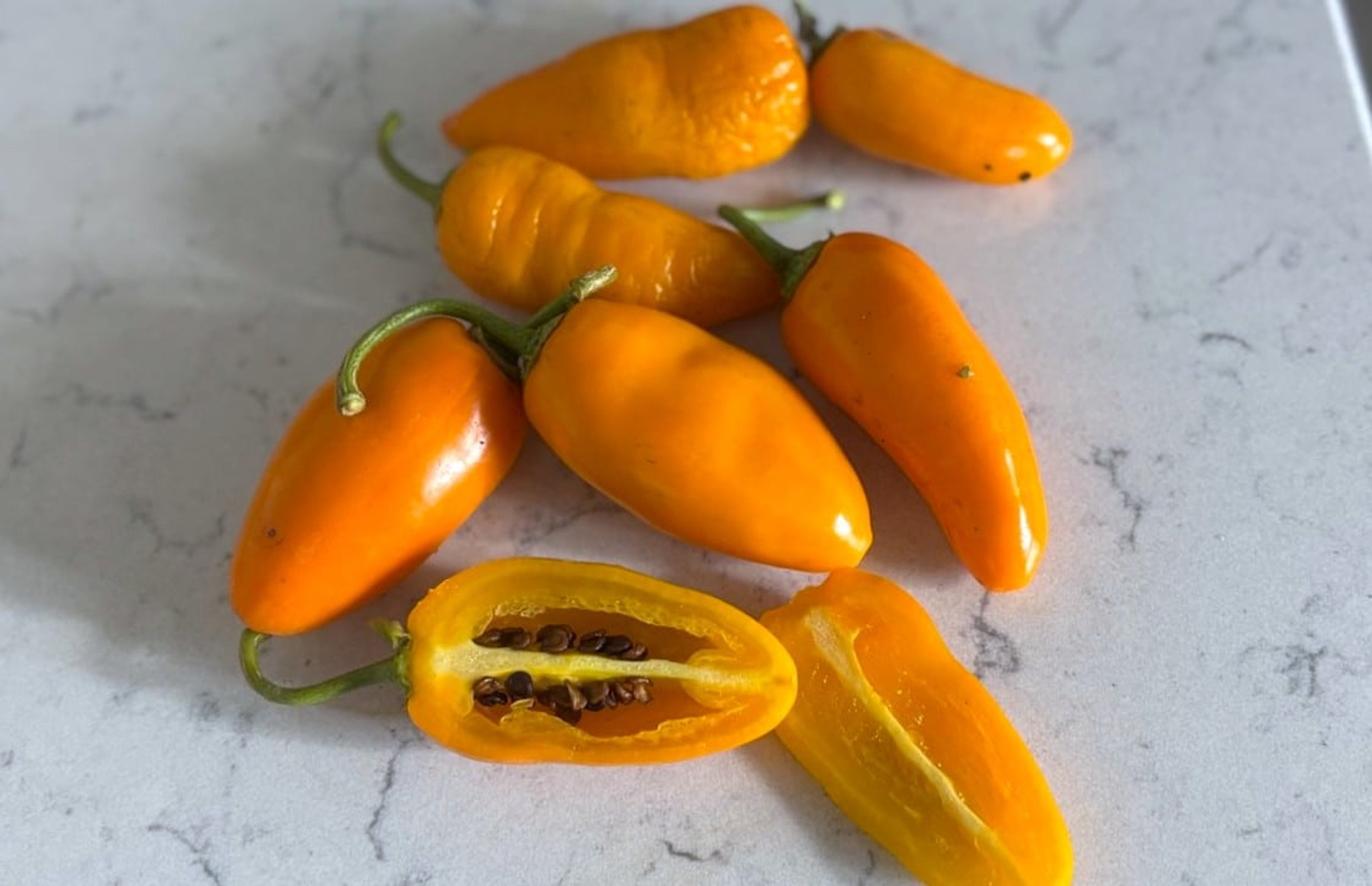 Rocoto Turbo Pube - Svenskodlade chilifrön från Svenska Frön