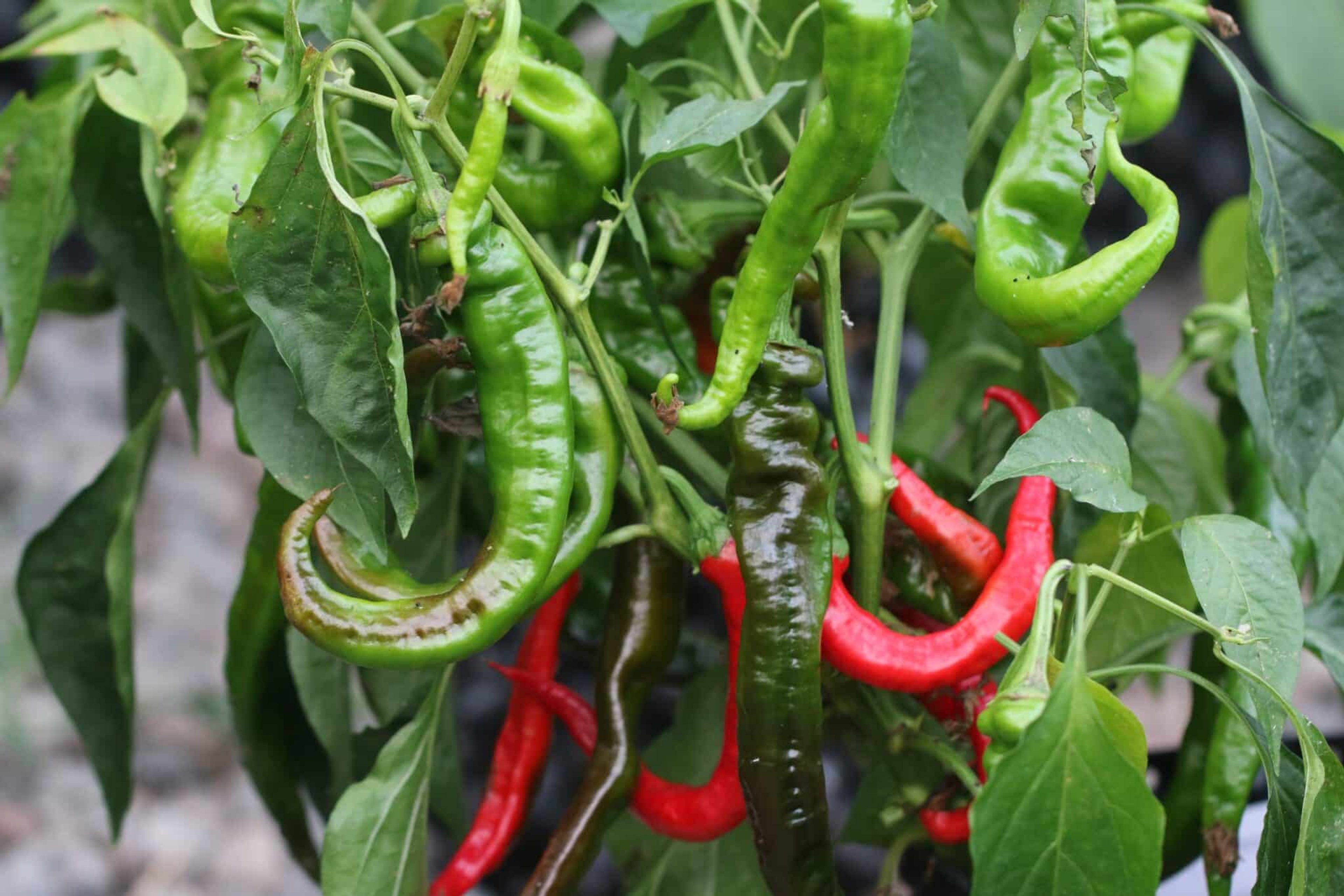 Peperoni Lombardo - Svenskodlade chilifrön från Svenska Frön