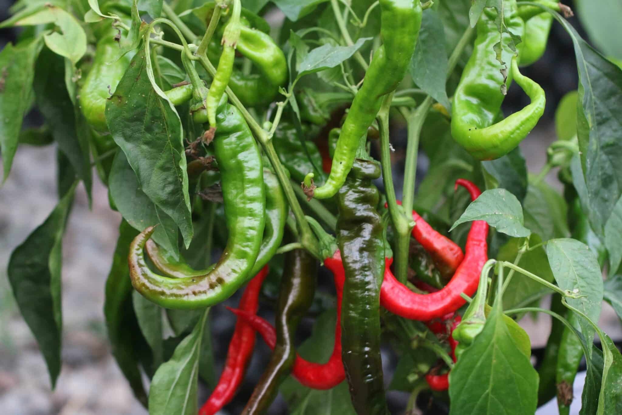 Köp Peperoni Lombardo - Chilifrön online hos Svenska Frön Peperoni Lombardo - Svenskodlade chilifrön från Svenska Frön