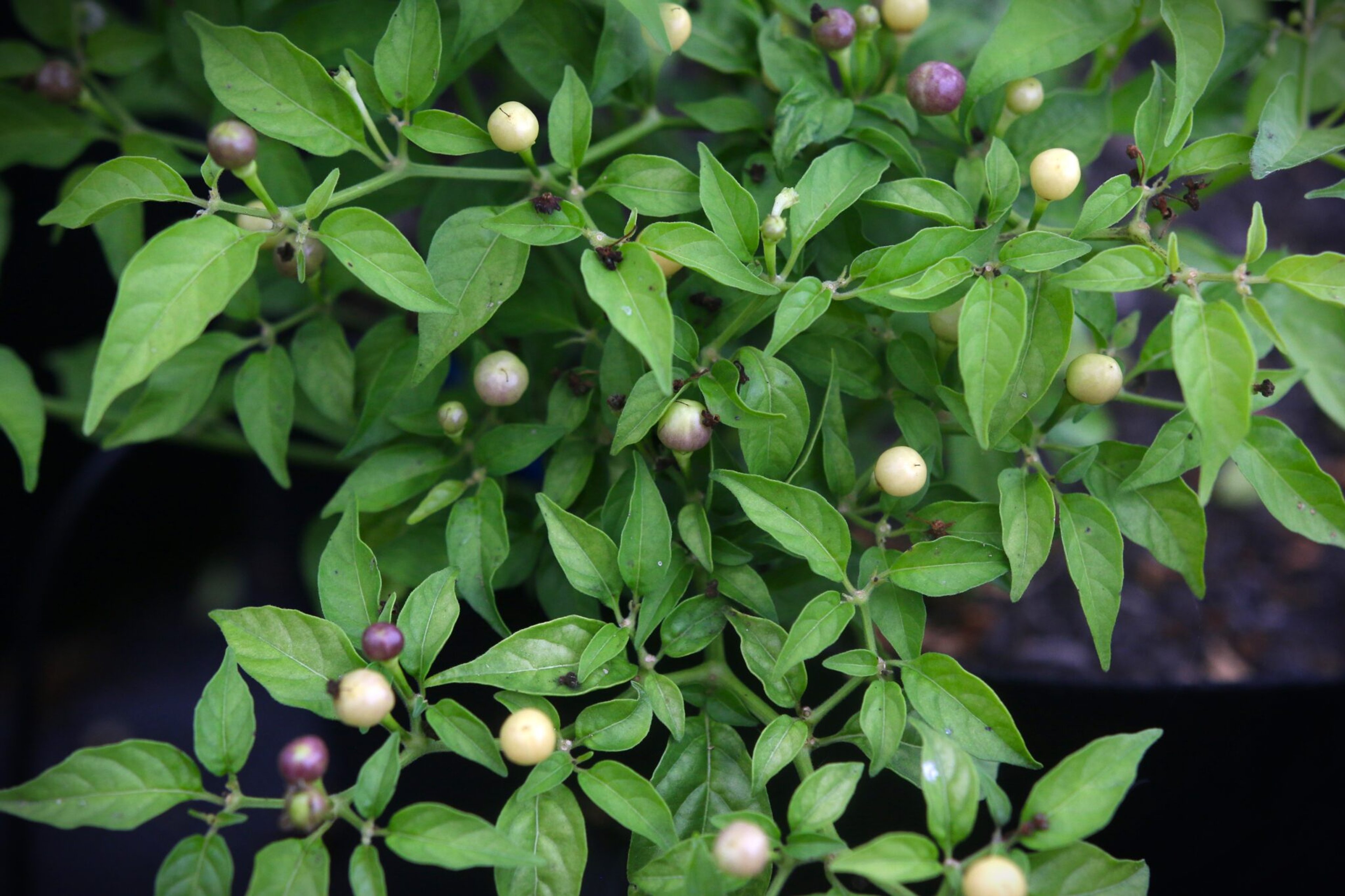 Olho de Peixe White - Svenskodlade chilifrön från Svenska Frön