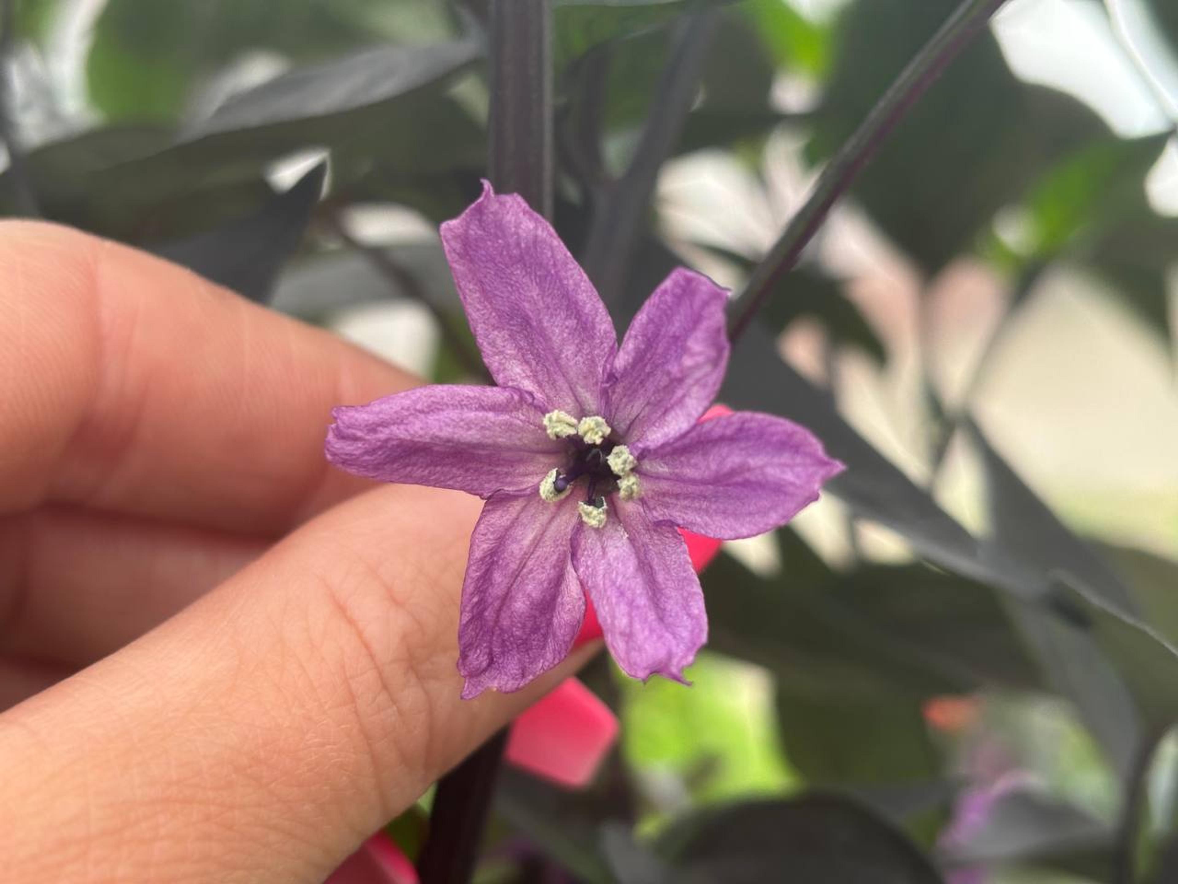 Purple Flash miniatyrbild 2