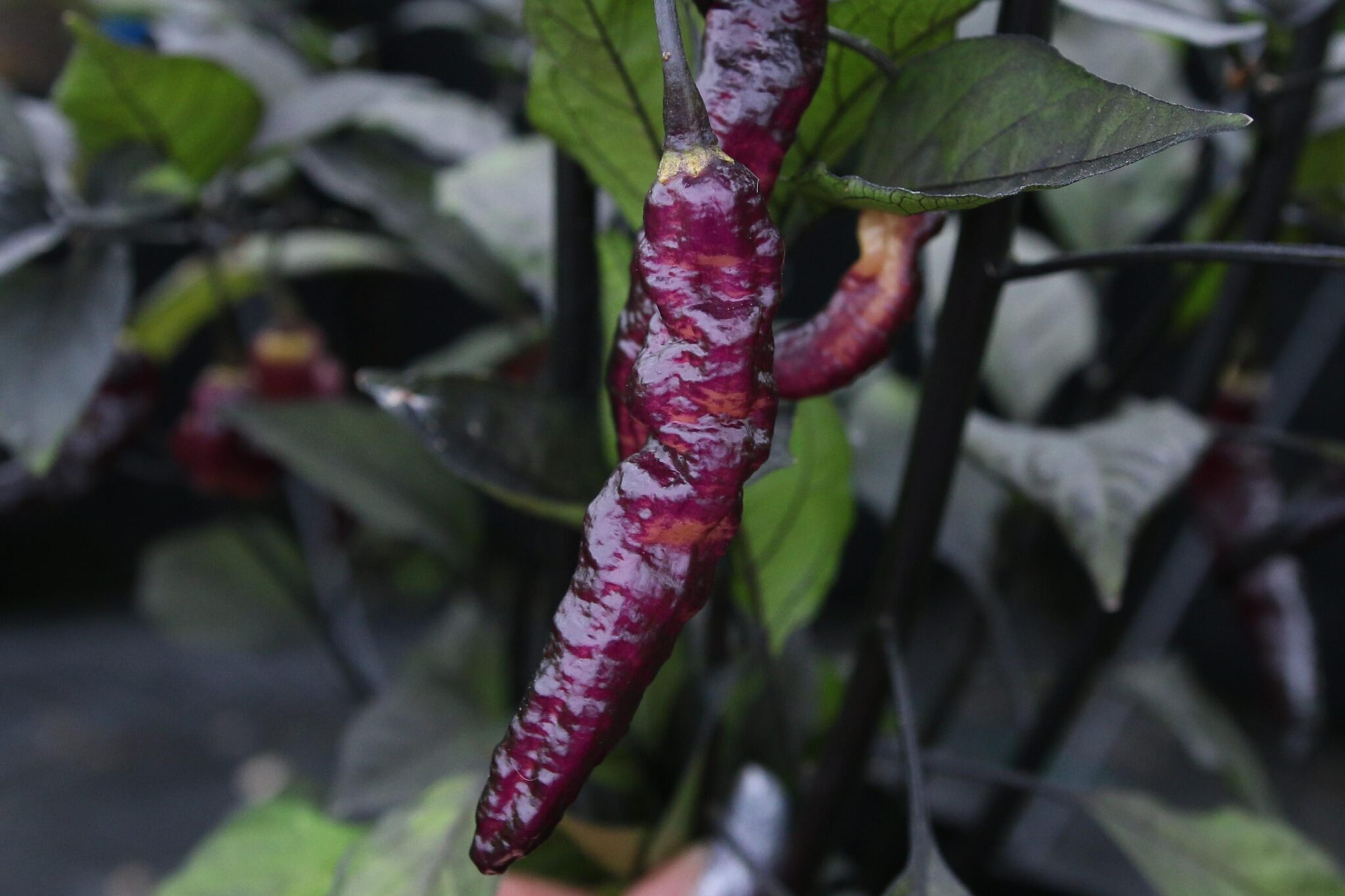 Purple Serpent miniatyrbild 3