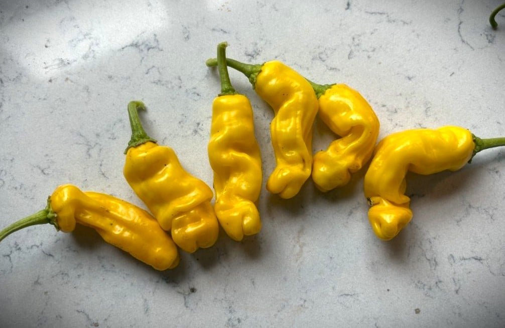 Köp Peter Pepper Yellow - Chilifrön online hos Chilifrön.se Gula Peter Pepper Yellow-chilifrukter med säregen form på plantan