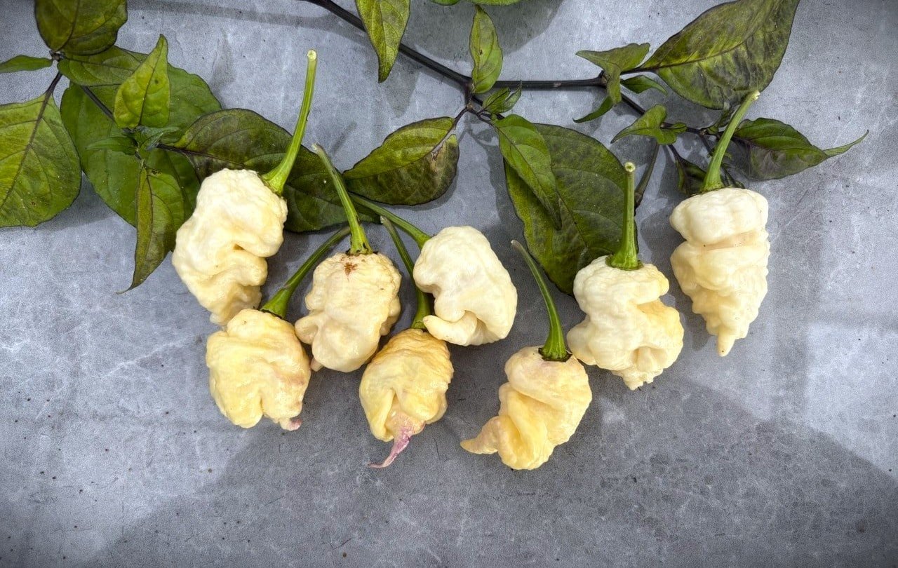 Köp Snow White Moruga - Chilifrön online hos Chilifrön.se Snow White Moruga