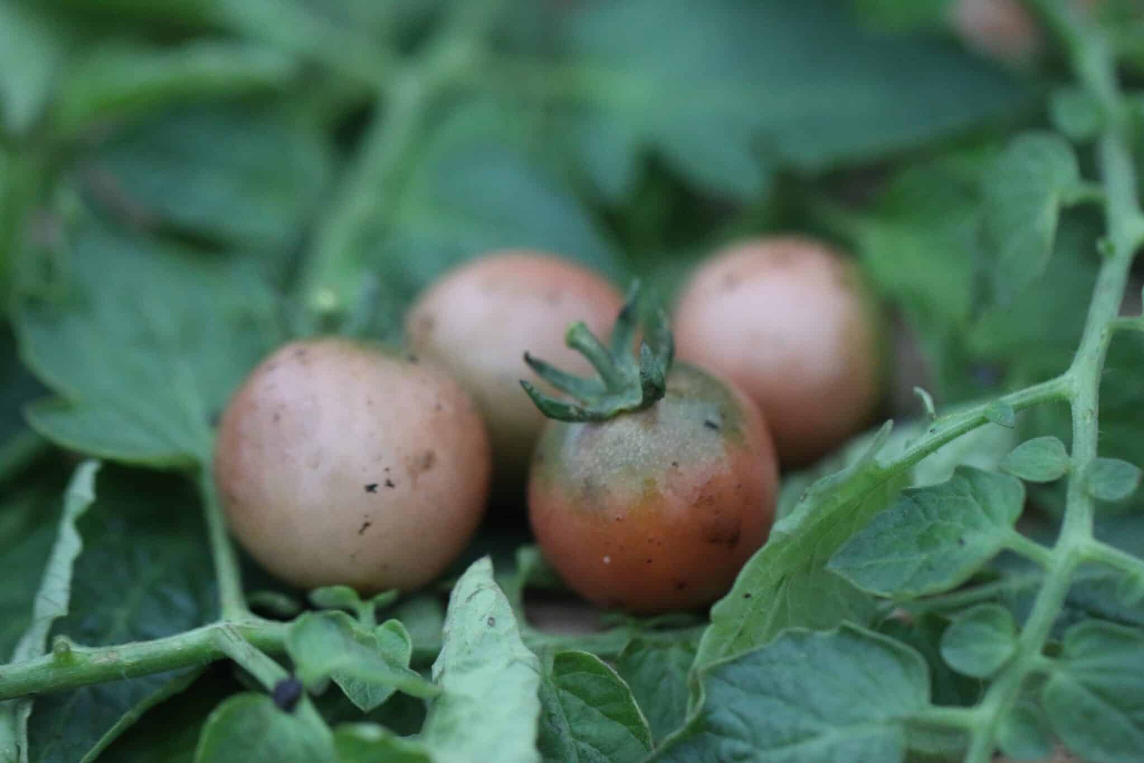 Rosella - Svenskodlade tomatfrön från Svenska Frön