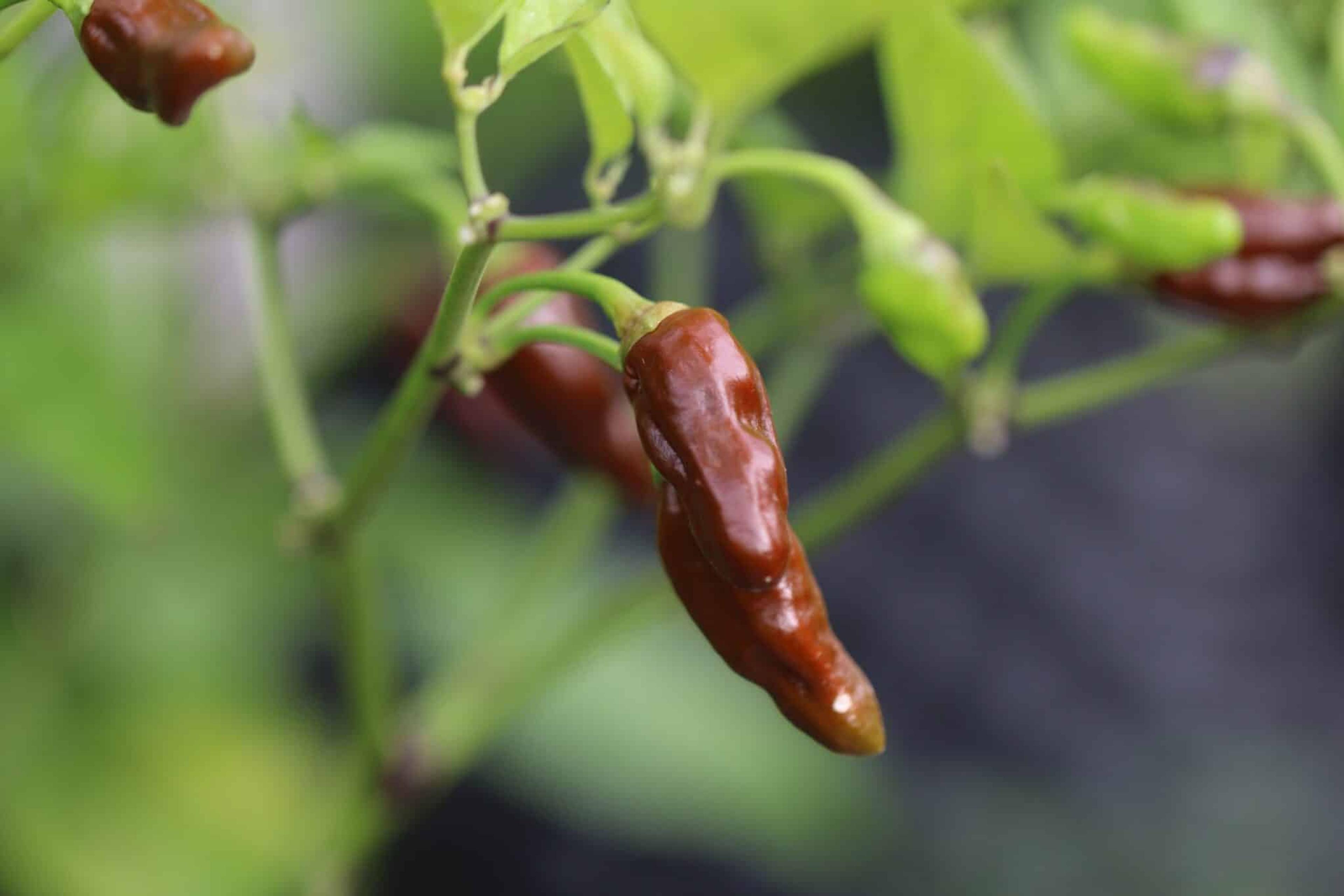 Bleeding Heart Chocolate miniatyrbild 1