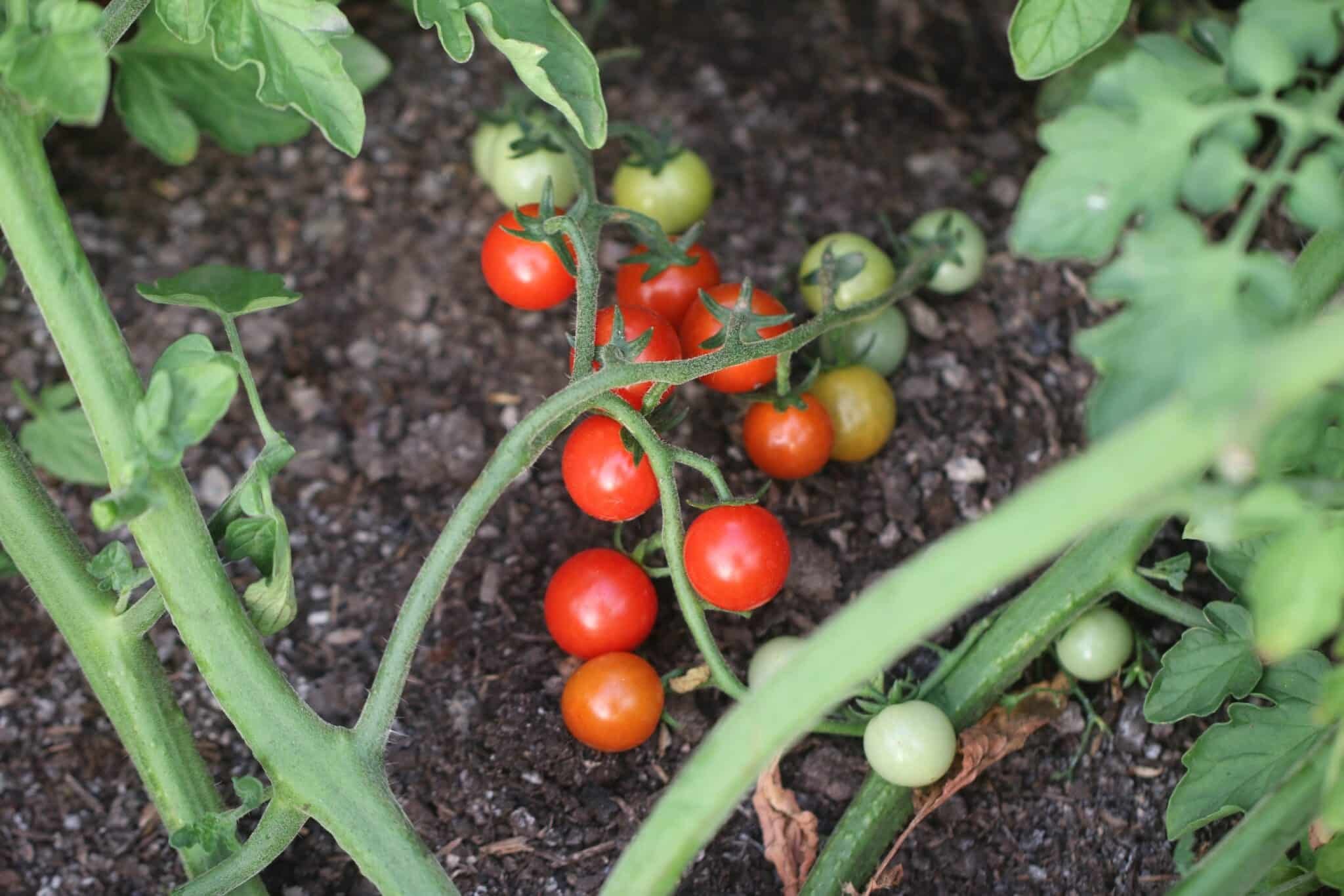 Köp Sweet Aperitif - Tomatfrön online hos Svenska Frön Sweet Aperitif - Svenskodlade tomatfrön från Svenska Frön