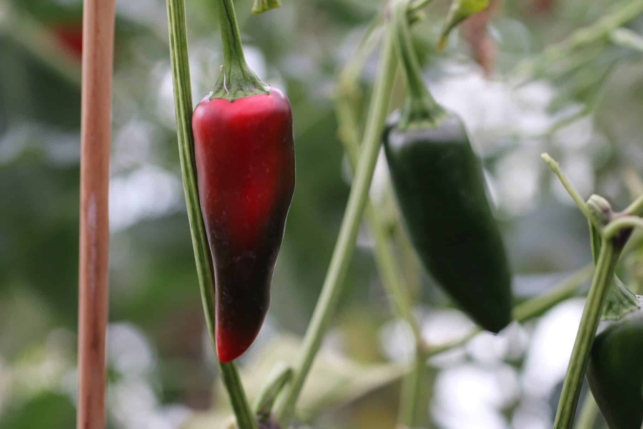 Köp Jalapeno Mammoth - Chilifrön online hos Svenska Frön Jalapeno Mammoth - Svenskodlade chilifrön från Svenska Frön